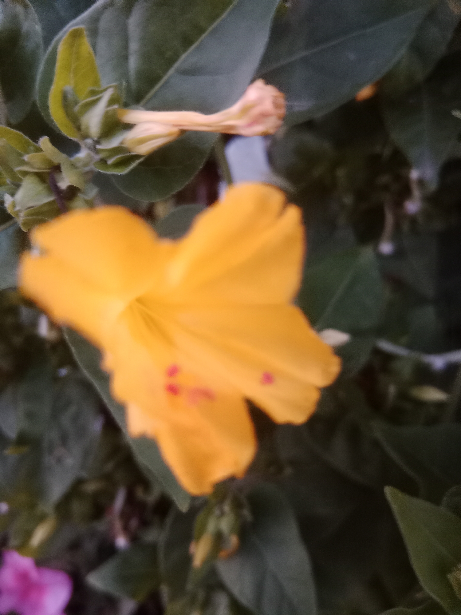 An extreme close-up, slightly blurred, outdoor photograph features a vibrant yellow four o'clock flower in full bloom. The flower's petals are wide open, revealing delicate pink stamens. Surrounding the prominent flower are dark green leaves and buds, some of which are unfurling. In the lower left corner of the frame, a small portion of a pink flower is visible. The background is filled with a bokeh of dark green foliage, suggesting a garden setting within the city of Макаров ауылдық округі, Kazakhstan. The lighting appears to be natural daylight, illuminating the colors of the flowers.