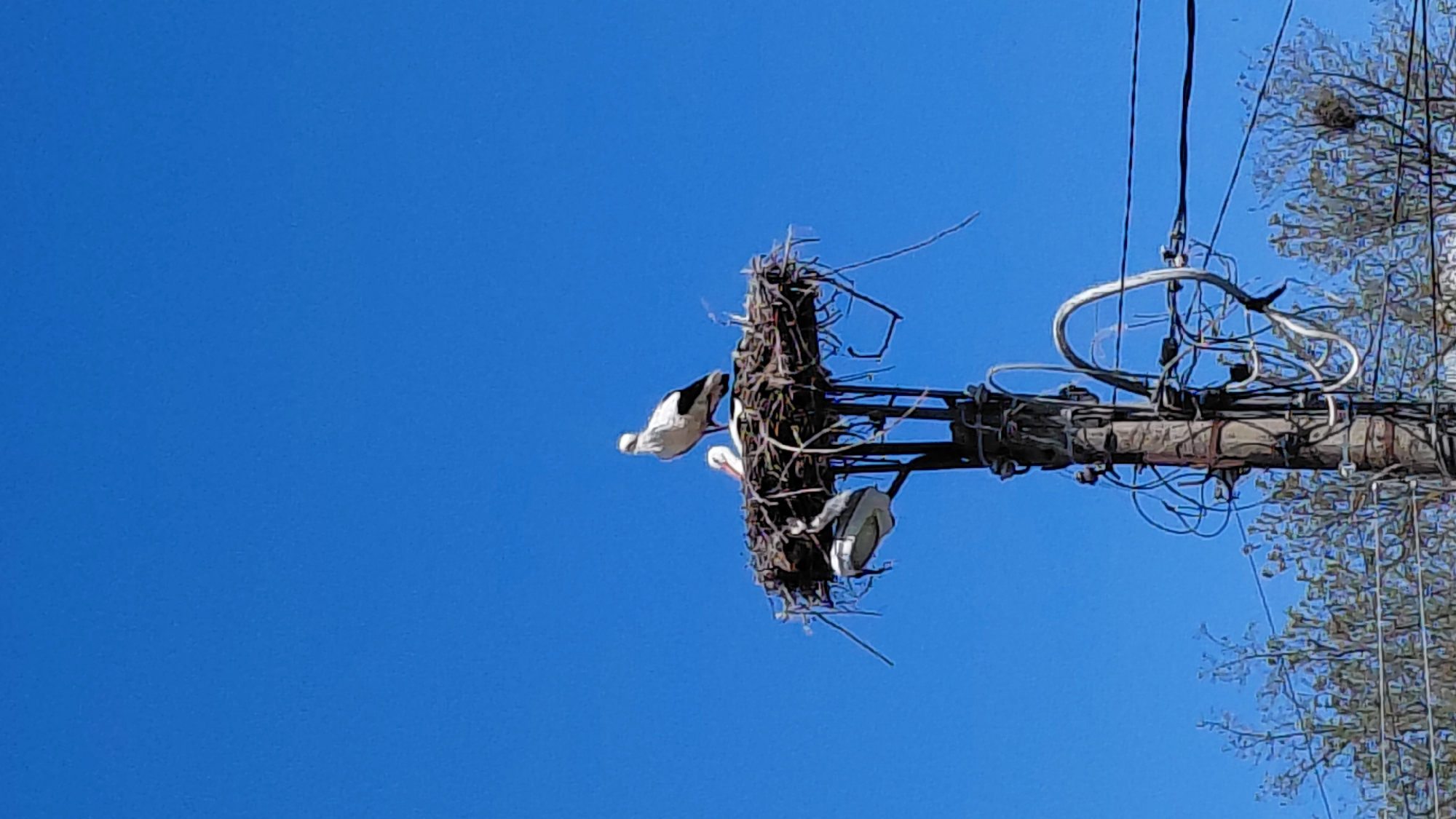 The image shows a bird nest atop a utility pole against a clear blue sky. Three birds are visible within the nest, one with its head inside another's mouth. Electrical wires and equipment are attached to the utility pole. Bare branches of a tree are also visible to the right.