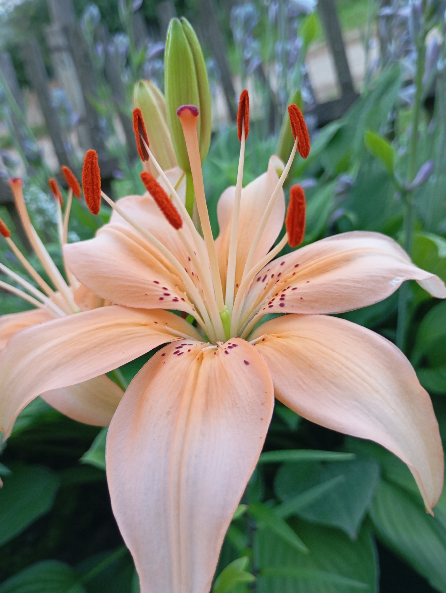 This is a close-up, eye-level, vertical, outdoor photograph of a light orange lily in full bloom. The flower is the primary subject, with its petals unfurling and its stamens tipped with fuzzy, dark orange anthers. The background is blurred, showing hints of green foliage, a wooden fence, and some purple-hued flowers. The image appears to have been taken in a garden setting. There are no people or animals present. The lighting suggests it is daytime, with soft, natural light. No specific location in the city of Фоки, Russia can be determined from the image.