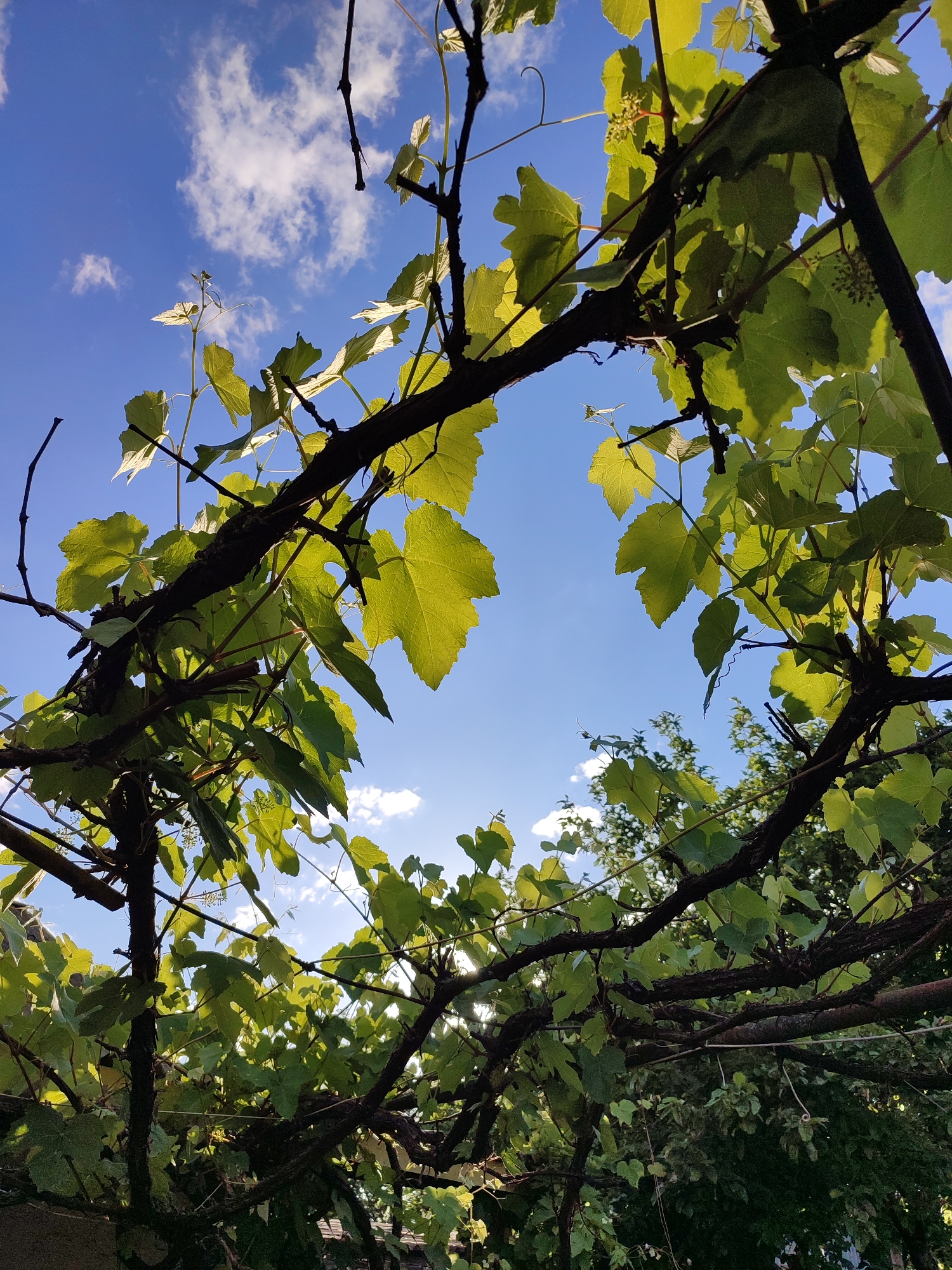 A low-angle, close-up, eye-level shot features the thick, dark branches and vibrant green leaves of a grape vine against a bright blue sky with scattered white clouds. The sunlight filters through the leaves, creating highlights and shadows. The vine appears to be part of a pergola or similar outdoor structure, with some newer growth and tendrils visible. The setting is outdoors, likely a garden or yard, in the village of Shyshaky, Ukraine. No people or animals are present in the frame.