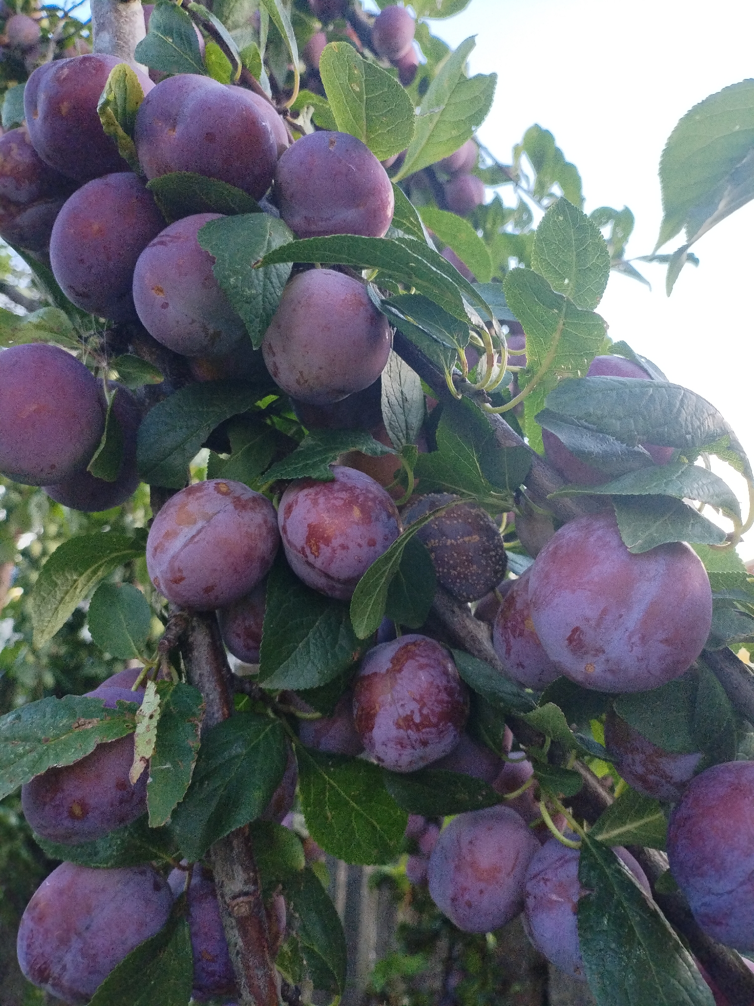 A close-up, vertical shot captures a cluster of ripe plums hanging from a tree branch against a bright, overcast sky. The plums are a deep purple with hints of red and some appear to have a light dusting of white bloom. Green leaves, some showing slight damage, are interspersed among the fruit. The branch itself is brown and woody, with smaller twigs supporting the plums. The background is blurred, suggesting a natural outdoor setting, possibly a garden or orchard. The location is identified as Bialynichy, Belarus.