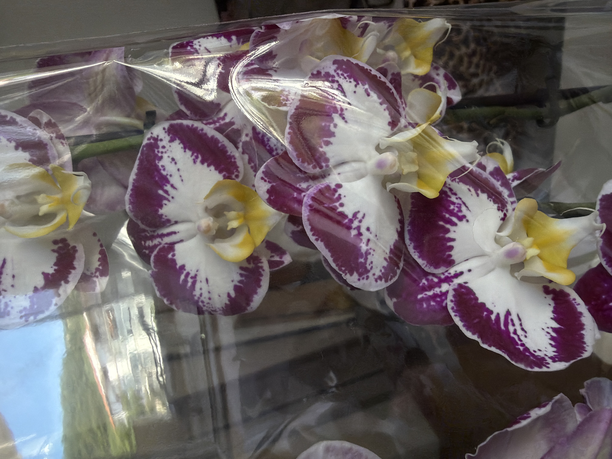 The image shows a cluster of purple and white orchids, likely Phalaenopsis, enclosed in a clear plastic wrapping. Reflections visible in the plastic suggest an outdoor environment with building exteriors and a sky overhead. The scene is inferred to be in Budva, Montenegro.