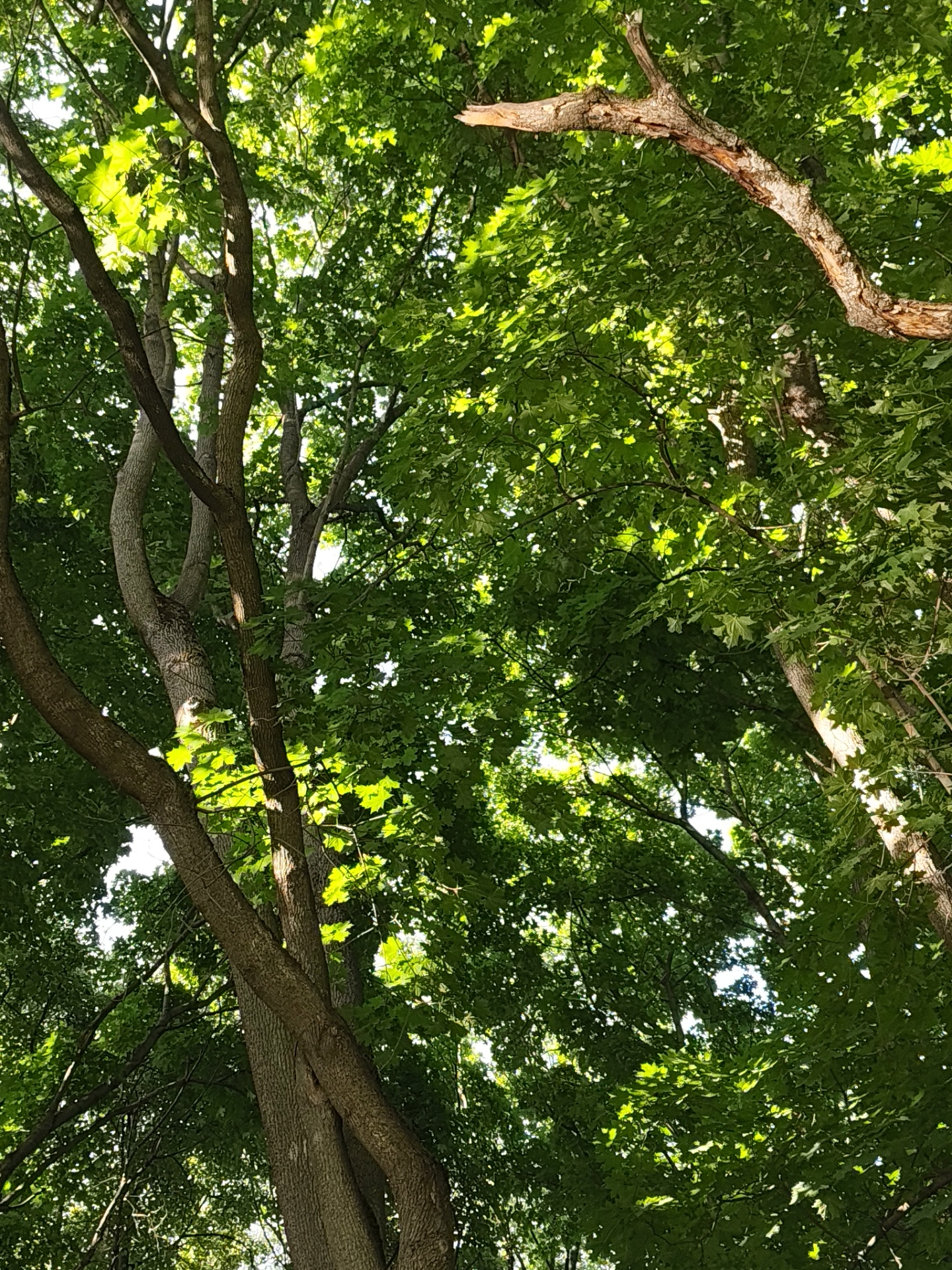 The image depicts a dense canopy of deciduous trees from a low-angle perspective, looking upwards towards the sky. The dominant colors are various shades of green from the leaves and brown/gray from the tree trunks and branches. Sunlight filters through the leaves, creating bright, luminous green areas and dappled light patterns across the scene. Several prominent tree trunks and branches crisscross the frame, displaying textured bark. In the upper right quadrant, a thick, broken, and gnarled branch with exposed wood is visible. Patches of bright, clear sky are visible through gaps in the foliage. No people, animals, man-made objects, or specific geographical markers are discernible to indicate a precise location, including the city of Bogdanikha, Russia. The scene conveys a natural, wooded, or park-like environment on a bright day.
