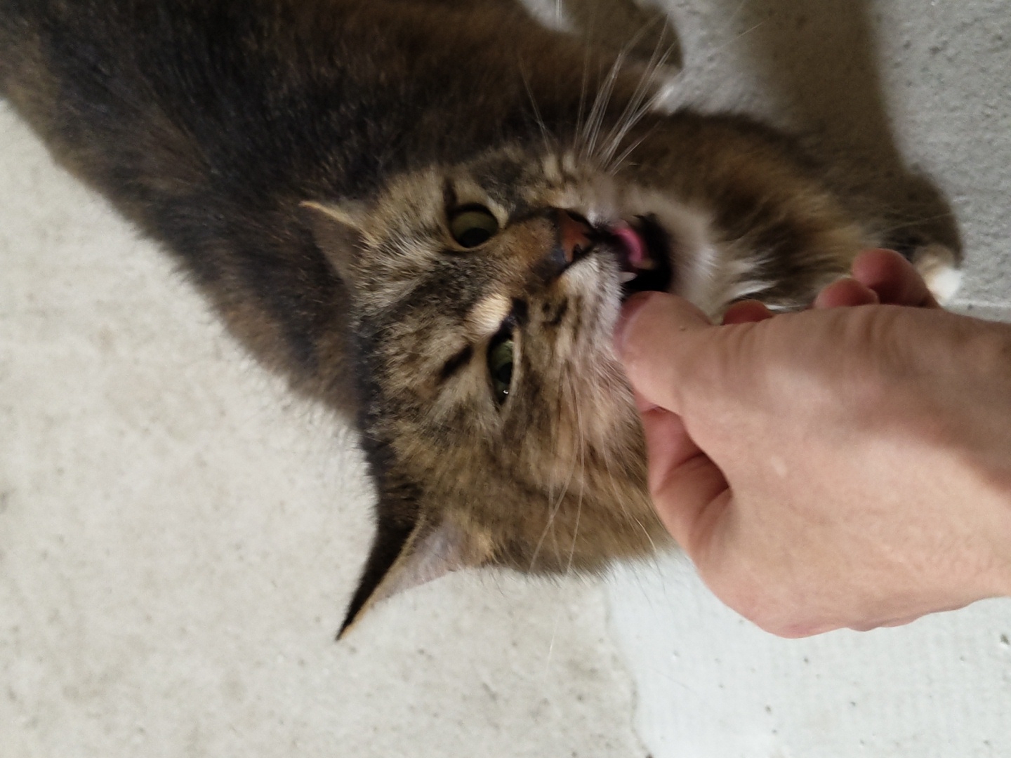 A tabby cat is lying on a gray surface, possibly concrete. A human hand is holding a treat near the cat's mouth. The cat is reaching up to eat the treat, its mouth open and pink tongue visible. The location is Unknown, Unknown.