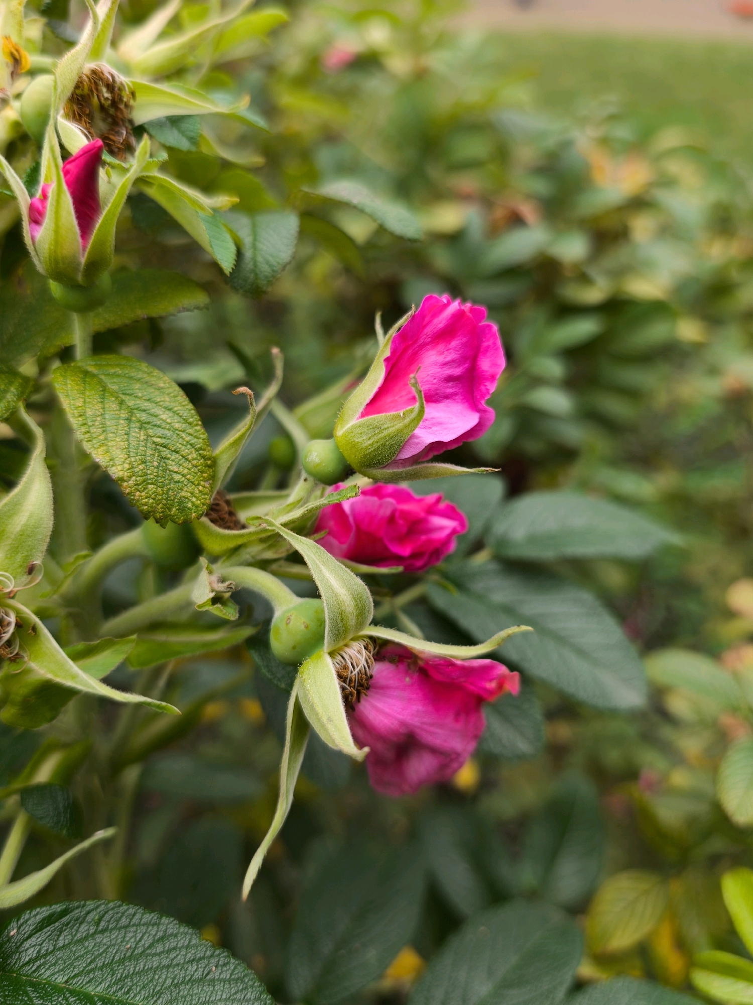 A cluster of bright pink rose buds and one open rose bloom is centered in the foreground of this close-up, outdoor shot. The rose bush has numerous green leaves, some appearing waxy and veined, and several small, round green rose hips. The background is a blur of more green foliage and hints of yellow and brown, suggesting a garden or natural setting. The lighting is soft and diffused, indicative of an overcast day or shaded area. The image is framed tightly on the rose bush, with the upper left quadrant featuring a developing bud partially covered by sepals, and to its right, a more open bud. Below these, a fully open rose with delicate pink petals is visible. Towards the bottom of the frame, another partially opened bud displays vibrant pink petals against its green sepals. The scene appears tranquil and natural, possibly in a park or residential garden. The specific location in Mahilyow, Belarus is not discernible from the visual information provided.