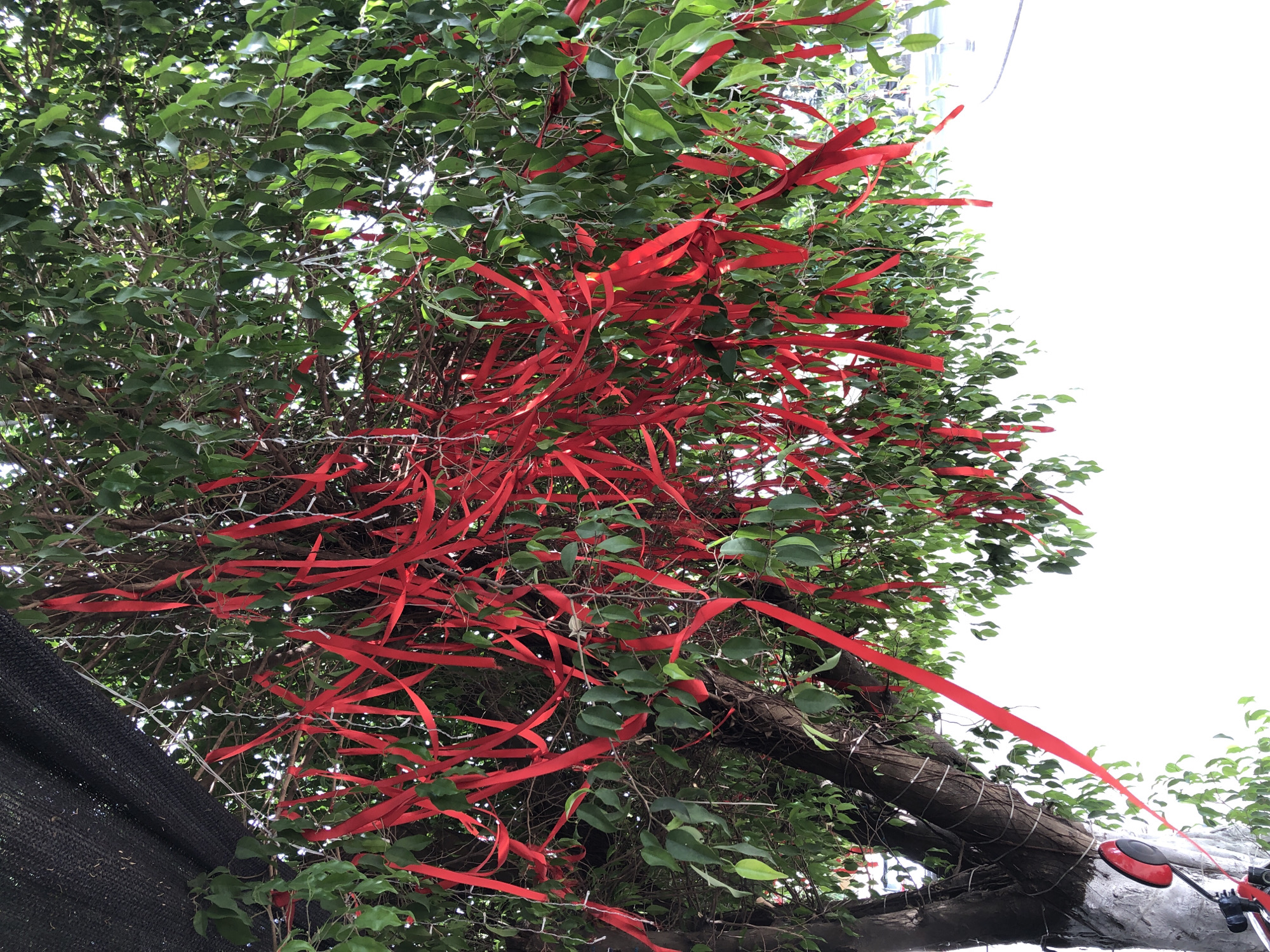 The image captures a close-up view of a tree laden with numerous red ribbons tied to its branches. The tree has lush green foliage and a textured bark, with a section of its trunk painted white. In the foreground, a red rearview mirror, likely from a vehicle, is visible, attached to a black pole. A black mesh screen is draped over some of the upper branches, and faint white lights are intertwined with the ribbons. The background is out of focus, showing a bright, overcast sky and hints of distant structures. This scene is reminiscent of a wish-making tradition, often observed in various Asian cultures, where people tie ribbons with inscribed wishes onto trees. The city of Đà Nẵng, Vietnam, is known for its vibrant culture and numerous temples and spiritual sites where such traditions are practiced, making this image likely taken in one of those areas.