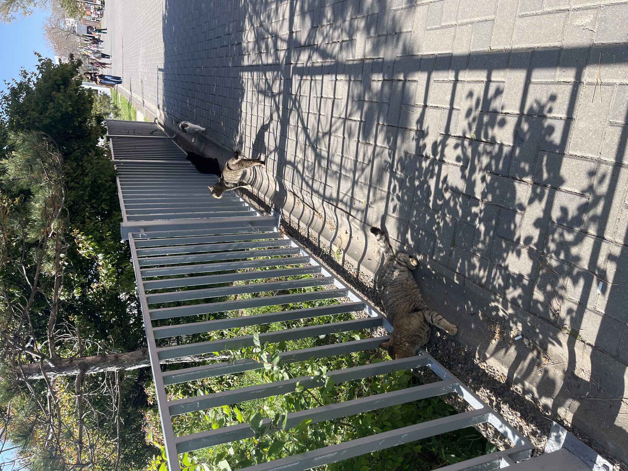 The image depicts a sunlit outdoor scene in what appears to be a park or walkway in Anapa, Russia. A metal railing separates a sidewalk made of gray pavers from a patch of green vegetation. Three cats are visible: one lying fully stretched out on the pavers near the railing, one partially lying on the railing, and one standing near a tree near the walkway. Shadows from trees dapple the pavers. In the background, people are walking along a path. The weather appears clear and sunny.