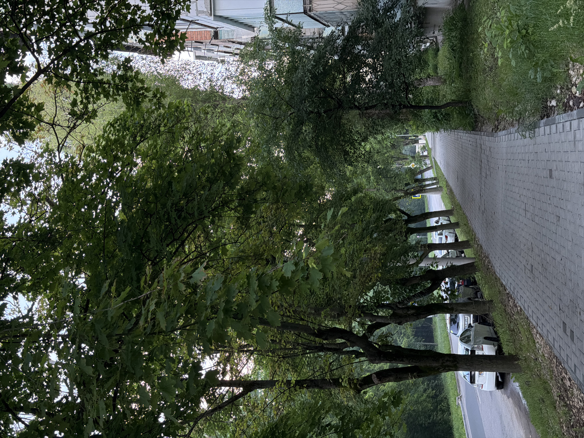 A street scene in Cheltuitori, Moldova, is depicted, rotated 90 degrees clockwise. A paved sidewalk of light-colored rectangular blocks runs along the right side. To its left, a row of mature deciduous trees with dense green foliage forms a canopy, partially obscuring the sky and casting shadows. Beyond the trees, a paved road is visible, with several parked cars, mostly white. One white car's license plate clearly displays "KDJ 871". In the background, beyond the trees and road, parts of multi-story residential buildings with numerous windows and balconies are discernible. The lighting is diffused, suggesting an overcast day or early morning/late afternoon. No people or specific activities are present. The scene captures a quiet, green residential street.