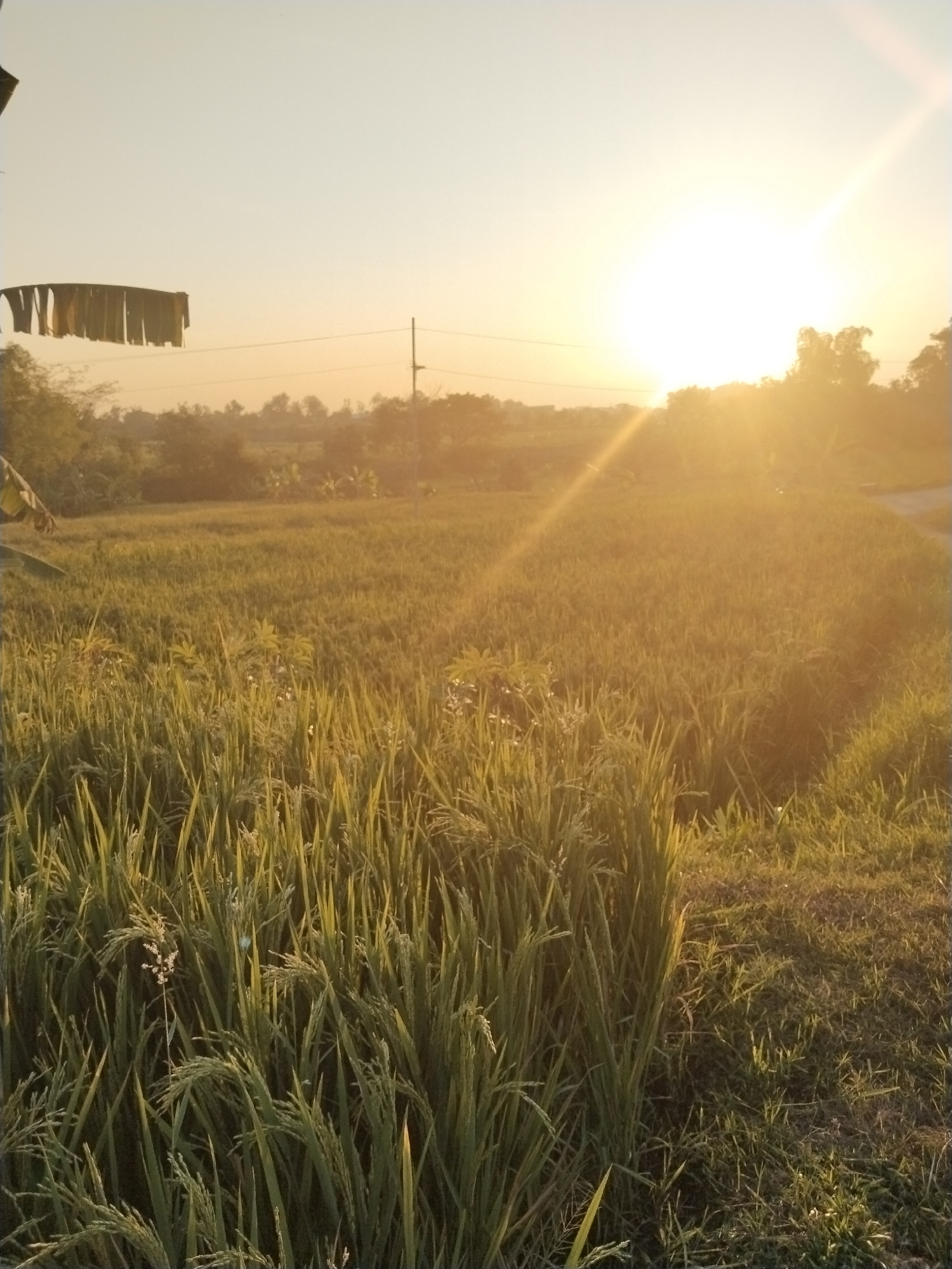 The image depicts an agricultural landscape at either sunrise or sunset, located in Unknown, Unknown. A low-lying, intensely bright sun on the right side of the frame casts a strong golden light and a prominent lens flare across the scene, indicating early morning or late afternoon. The foreground and midground are covered by a dense field of green vegetation, identifiable as ripening rice with visible grain heads. Scattered among the rice stalks are a few plants with broader leaves. In the background, a distant tree line and indistinct structures are silhouetted against the bright sky, which transitions from light golden-yellow near the sun to a pale blue-white at the top left. A single utility pole with a horizontal wire is visible in the background, slightly to the right of center. In the upper-left portion of the frame, a segment of tattered, light-colored material, possibly fabric or a banner, hangs horizontally. No individuals or animals are present in the scene.