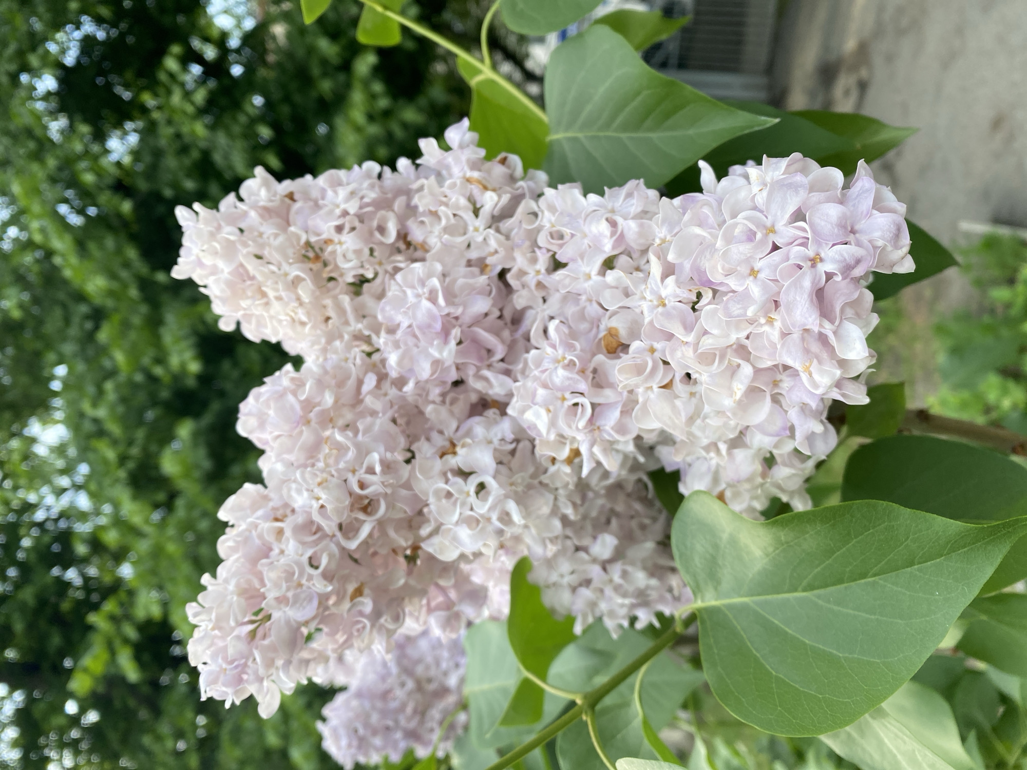 The image shows a cluster of lilac flowers in bloom, interspersed with green leaves. The flowers are a pale lavender color. The background is out of focus, but suggests green foliage and possibly a building. The location is possibly Yekaterinburg, Russia, although this cannot be definitively confirmed from the image itself. There are no people visible in the image.