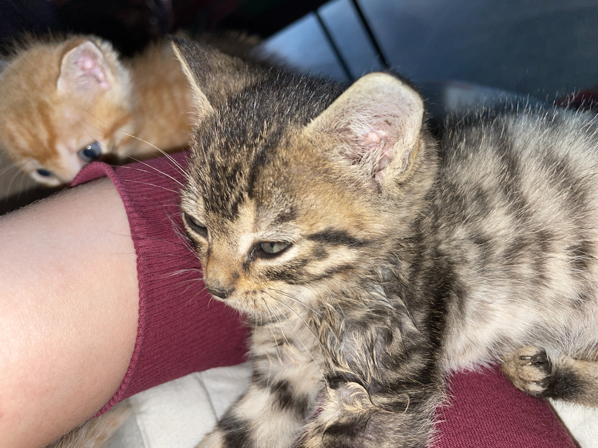The image features two kittens. The foreground kitten is a brown tabby with black stripes. It is lying down, close to someone wearing a burgundy colored garment. Its paws are visible. Its ears appear somewhat irritated. Behind and to the left is a ginger kitten, mostly out of focus, with visible blue eyes. The scene takes place indoors. There is no evidence to determine if this image was taken in the city of Zlatograd, Bulgaria.