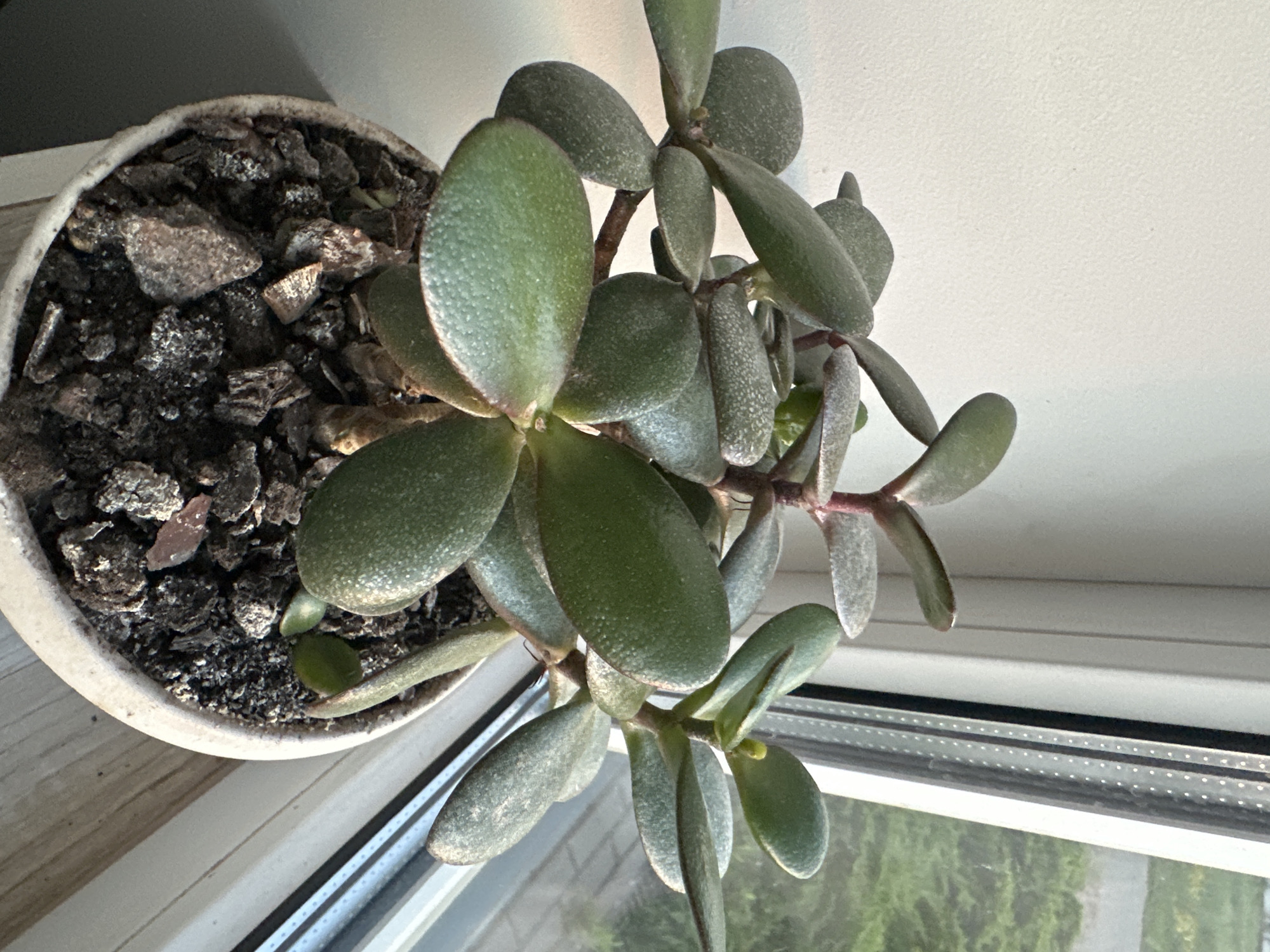 A close-up, eye-level shot captures a jade plant with thick, green, oval-shaped leaves in a light-colored pot filled with dark soil and bark. The plant is positioned on a windowsill, with a bright white wall behind it and a window to the right, through which green foliage and a glimpse of a paved surface are visible. The lighting suggests it is either early morning or late afternoon. The image does not depict any people or animals, nor does it provide information about the location being in Hora, Ukraine.