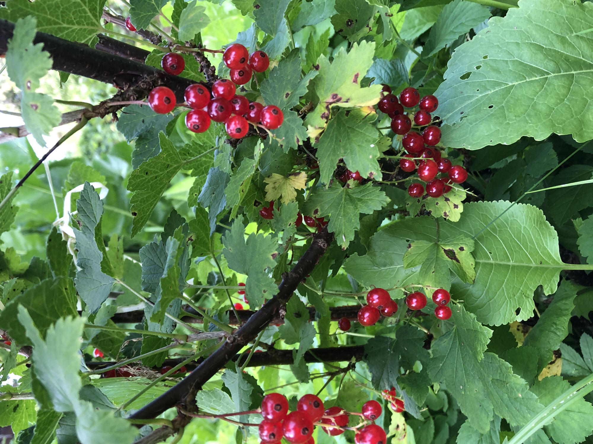 In this close-up, natural light photograph, a cluster of ripe red currants hangs from a dark brown branch amidst lush green foliage. The currants, glossy and spherical, are arranged in pendulous bunches, with some individual berries showing a slight dimple at their base. The leaves surrounding the berries are broad and deeply lobed, with visible veins and some signs of browning or slight damage in places. The background is a soft blur of green, suggesting a garden or natural environment. The scene is static, focusing solely on the fruit and plant. The location is specified as Krasnaya Presnya SNT, Russia.