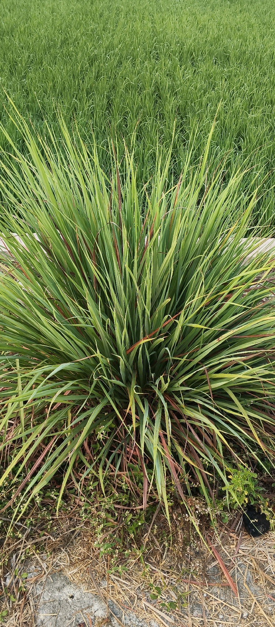 In Japanan, Indonesia, a close-up, high-angle shot captures a dense clump of lemongrass (Cymbopogon citratus) situated in the foreground. The plant exhibits long, thin, green leaves, some of which are tinged with reddish-brown, creating a visually appealing contrast. The lemongrass is surrounded by dry, straw-like vegetation and small, green ground cover plants. In the background, a field of lush green rice paddies stretches across the horizon, creating a natural and serene environment. The lighting suggests it is daytime, possibly late afternoon or early morning, given the soft shadows and vibrant green hues.