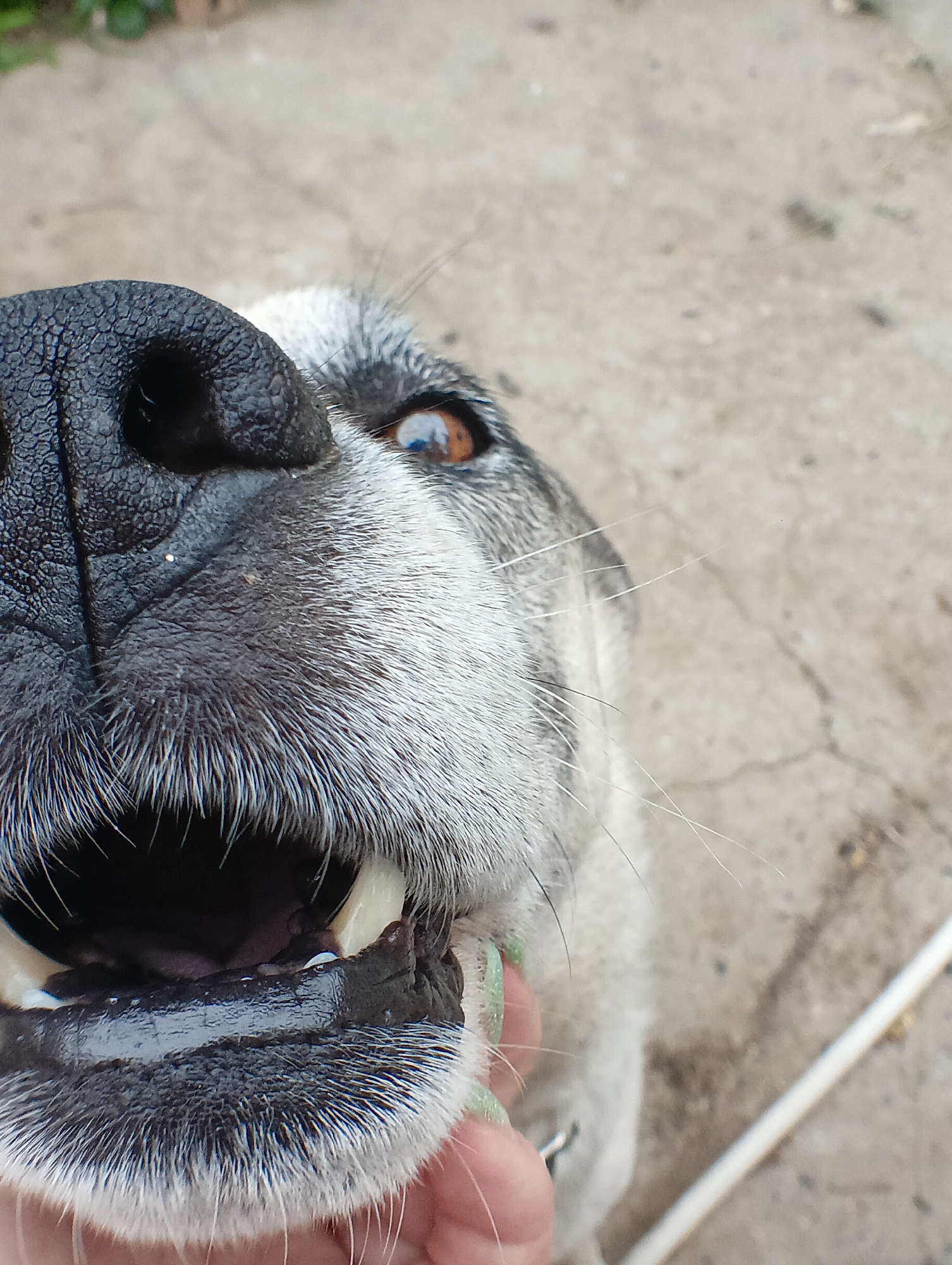 A close-up, low-angle shot shows the nose and mouth of a dog, its mouth open to reveal teeth and tongue. The dog's fur is a mix of grey and white, with prominent whiskers. The background consists of cracked concrete and some greenery. A person's hand, with light green fingernails, is visible holding the dog's chin. This image was taken in the city of Krasnyye Barrikady, Russia.
