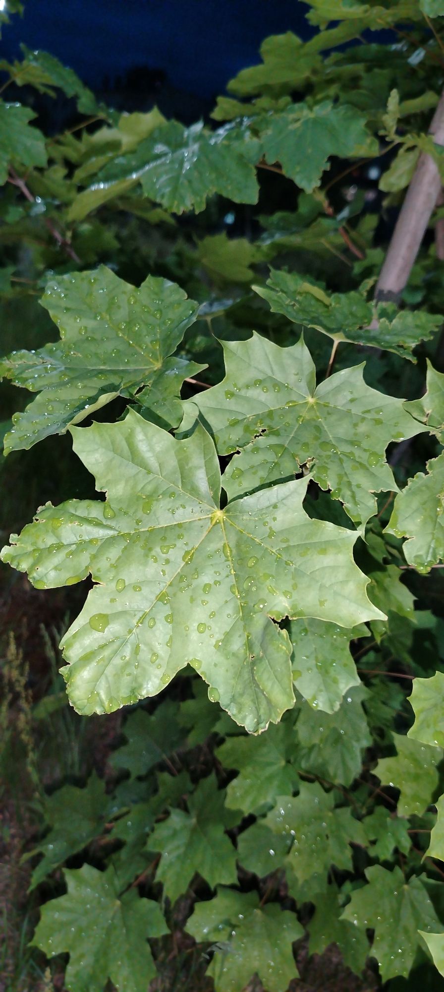 The image shows a cluster of green maple leaves covered in water droplets. The leaves are of varying sizes and are positioned at different angles, obscuring the view behind them. A thin, light brown tree branch can be seen partially visible in the upper right corner. In the background, there is a blurred, dark green area. The photograph was likely taken at night or during low light conditions. The city of Chaikovsky, Russia is not identifiable in this image.