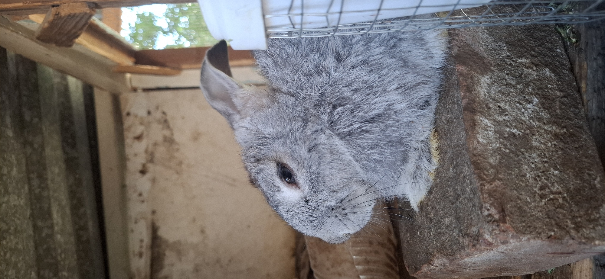 A medium shot captures a grey rabbit with its head turned to the left, resting on a rough, rectangular reddish-brown stone. The rabbit's fur is soft and fluffy, with subtle variations in grey tones. Its eye is dark and appears to be looking slightly down. The background is a dimly lit enclosure with corrugated metal sheeting on the ceiling and a rough, off-white wall. To the right, a white plastic feeder with a wire mesh enclosure is partially visible, suggesting an animal husbandry context. The overall environment appears rustic and utilitarian. The image does not contain any recognizable landmarks or features that would place it specifically within Ushtobe, Kazakhstan.