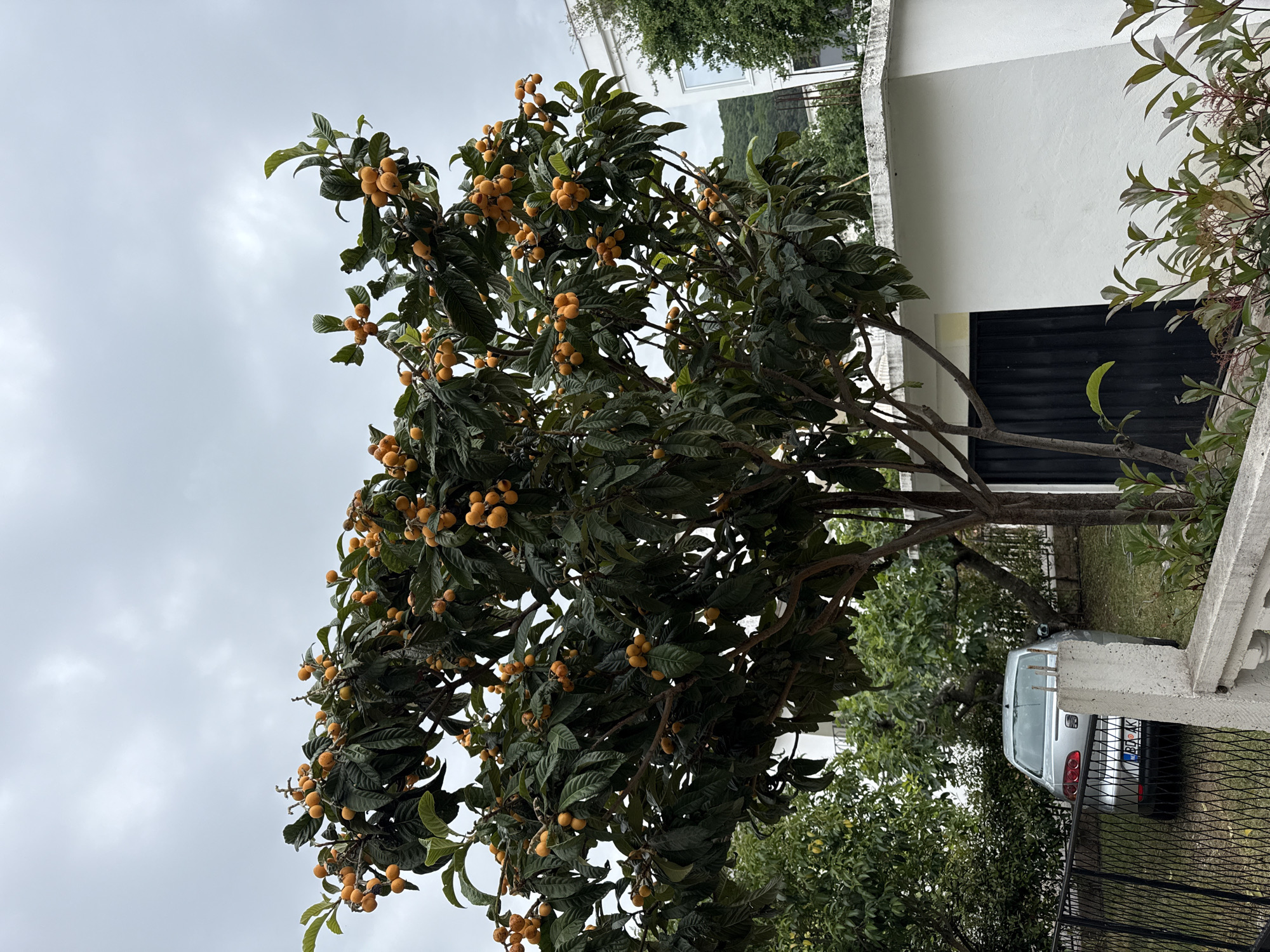 The image shows a loquat tree laden with ripe, orange fruit. The tree is located in an urban environment, likely in Budva, Montenegro, judging by the architecture and vegetation. Behind the tree is a white building with black window shutters and a partial view of a car parked behind a fence. The sky is overcast. The scene appears to be a residential or suburban area. No people are visible.