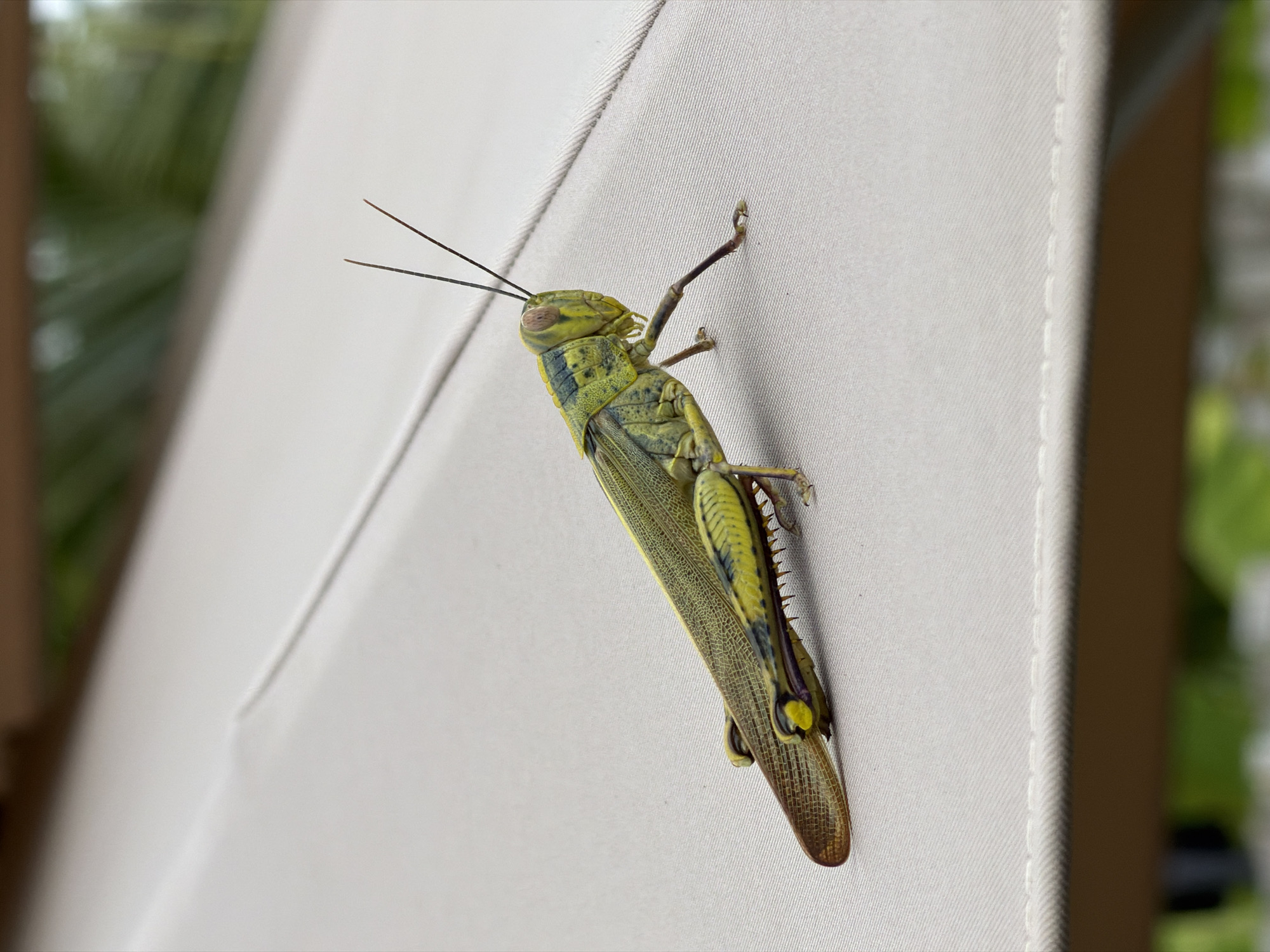 A close-up, eye-level, medium shot captures a large, green and yellow grasshopper resting on a light beige, textured surface, possibly an outdoor furniture cushion. The grasshopper is positioned diagonally from the lower left to the upper right of the frame. Its body is elongated, with visible wings, segmented legs, and prominent antennae. The background is blurred, showing hints of greenery and a wooden structure, suggesting an outdoor setting in a tropical location like Ko Samui District, Thailand. The lighting is natural, highlighting the details of the insect's exoskeleton and the texture of its surface.
