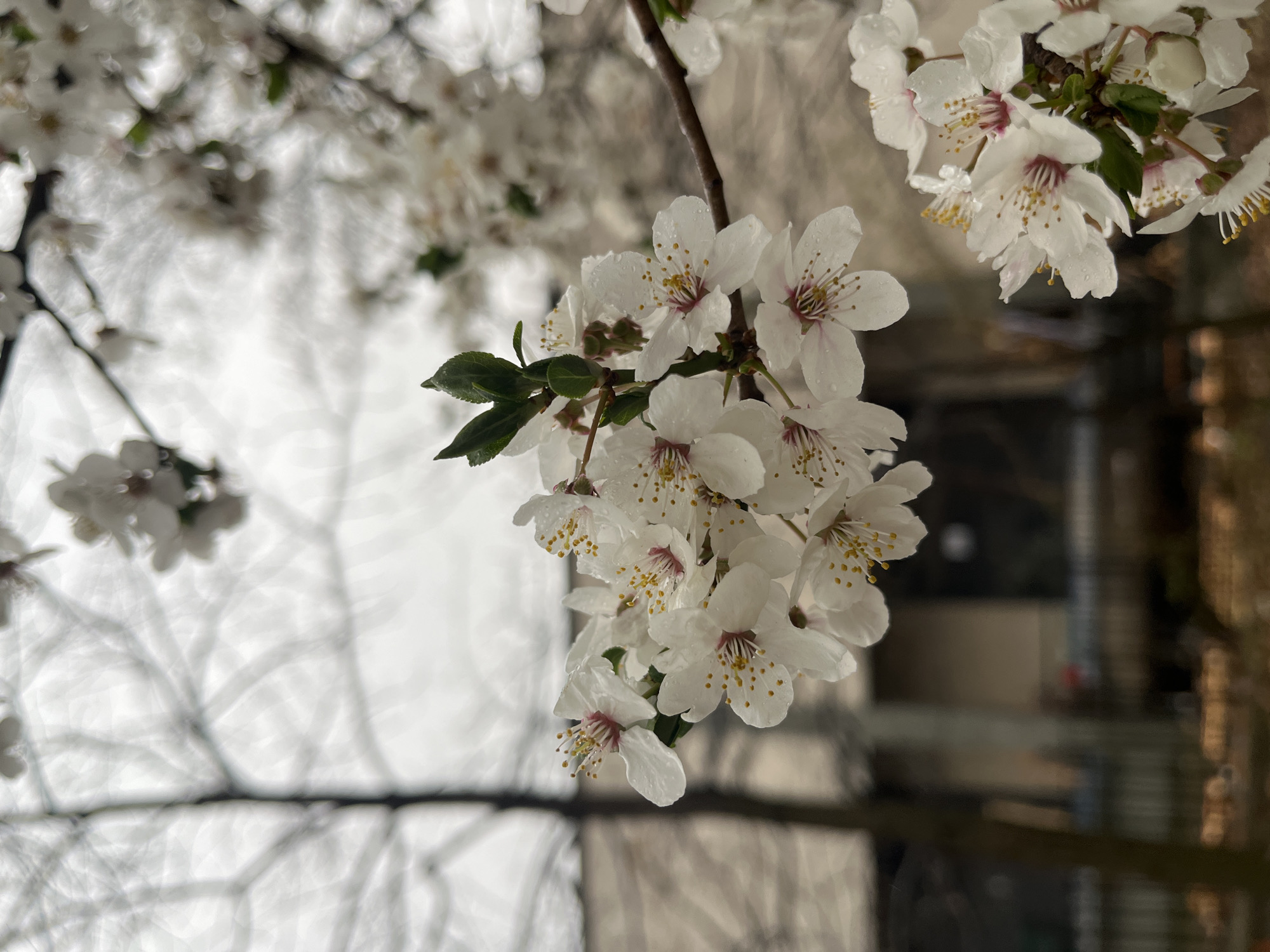 Close-up shot of a cluster of white cherry blossom flowers on a branch, some with water droplets, against a blurred background of buildings and tree branches. Based on the architecture and foliage, it is likely the location is in Sofia, Bulgaria. No people are visible. The primary subjects are the flowers and the branches. The flowers are in focus, the background is out of focus.