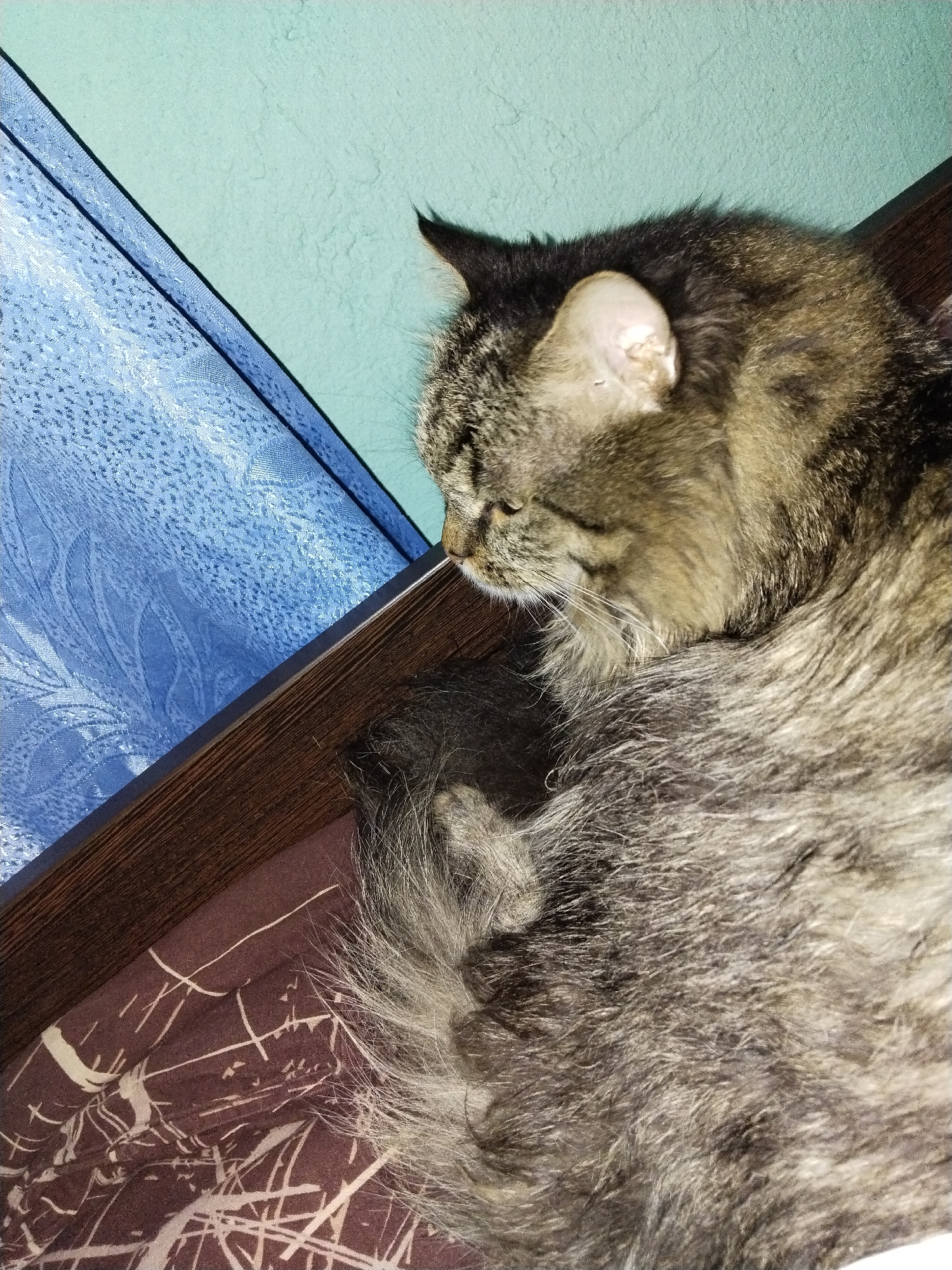 A close-up, overhead shot shows a tabby cat sleeping on a bed. The cat is curled up on its side, with its head resting on its paws. Its fur is a mix of brown, black, and gray. The background is a light blue wall and a patterned bedspread in shades of brown and white. A dark brown wooden trim piece is visible along the top edge of the frame, separating the wall from a blue patterned fabric, possibly a curtain. The scene appears to be indoors, in a domestic setting.