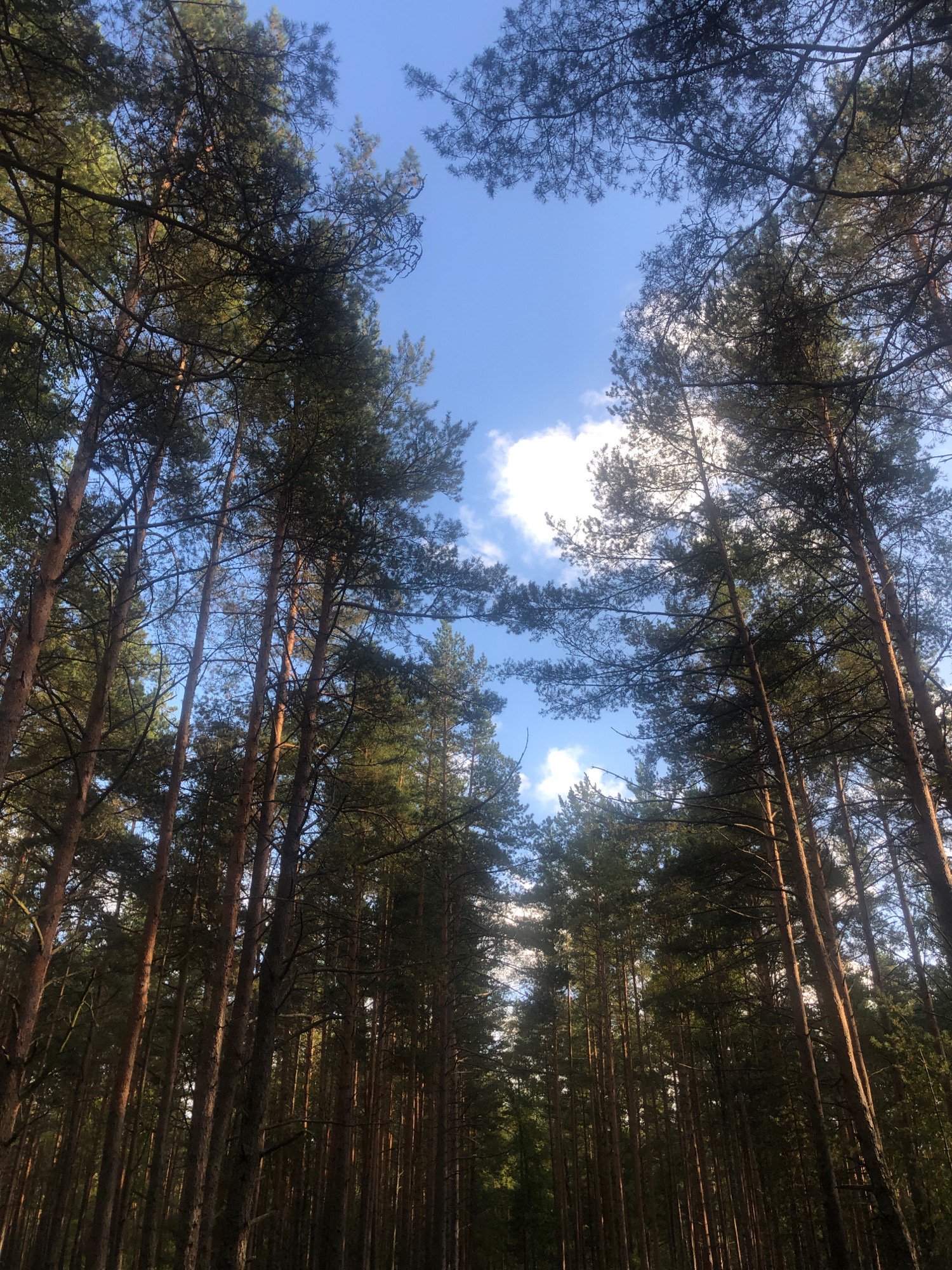 This is an upward-facing shot of a dense pine forest in Solnechnoye, Russia, on a bright, sunny day. The tall, slender pine trees are tightly packed together, their dark trunks rising towards a clear blue sky. Sunlight filters through the lush green needles of the canopy, creating patches of light and shadow. A few fluffy white clouds are scattered across the sky, adding depth and texture to the scene. The low angle of the shot emphasizes the height of the trees and the vastness of the forest. There are no people or animals visible in the image, focusing solely on the natural environment.