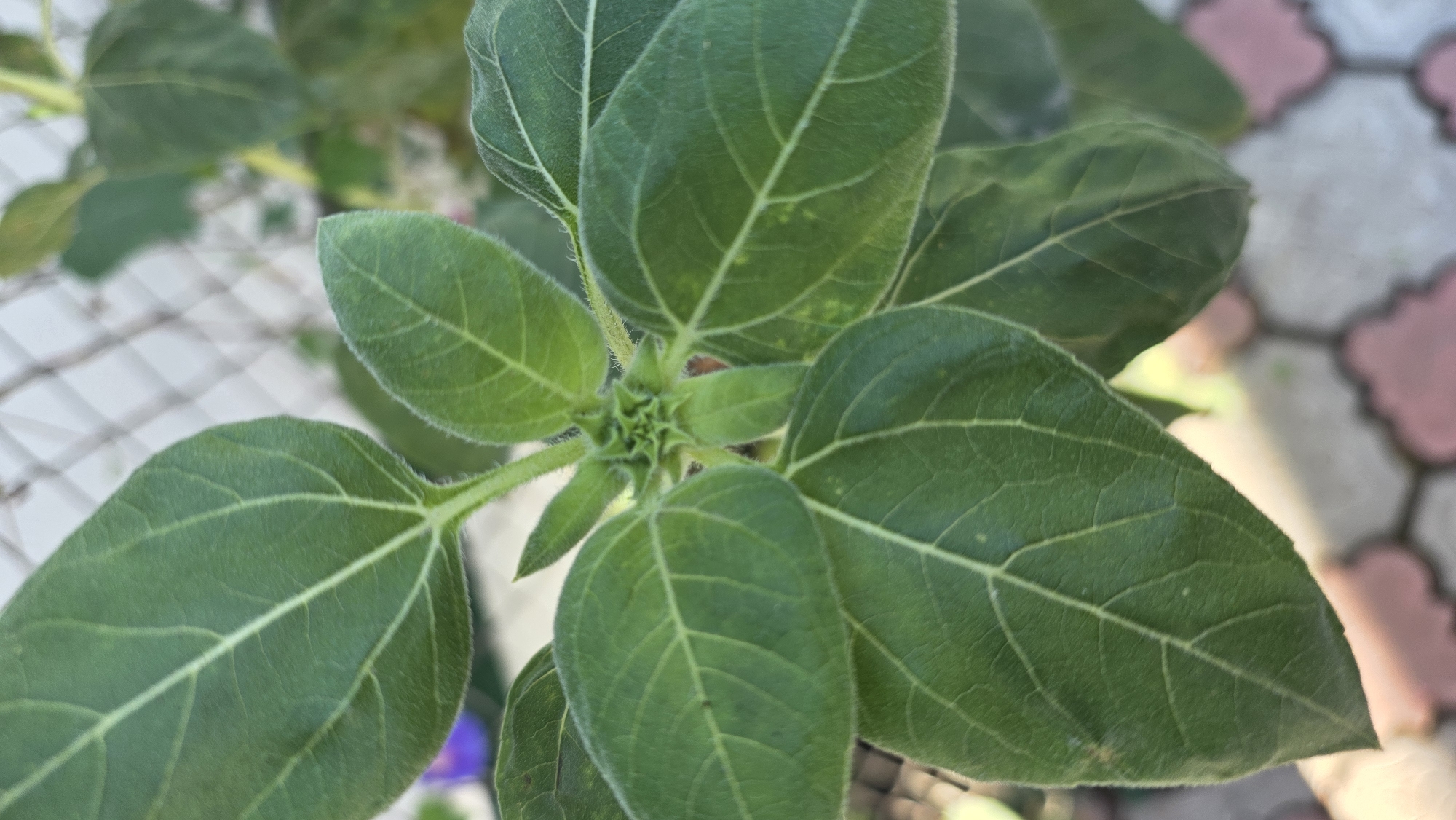 This is a close-up, eye-level, vertical shot of a young sunflower plant's developing head and leaves, likely in a residential outdoor setting in Tokmok City, Kyrgyzstan. The plant's green leaves, with prominent, light-colored veins, are a central focus, showing slight fuzziness on their surfaces. Emerging from the center is a tightly furled bud, the nascent flower head, surrounded by smaller leaves. In the blurred background, a white diamond-patterned fence is visible, along with hints of a tiled pathway. The lighting suggests it is daytime. There are no people or animals present in the image.