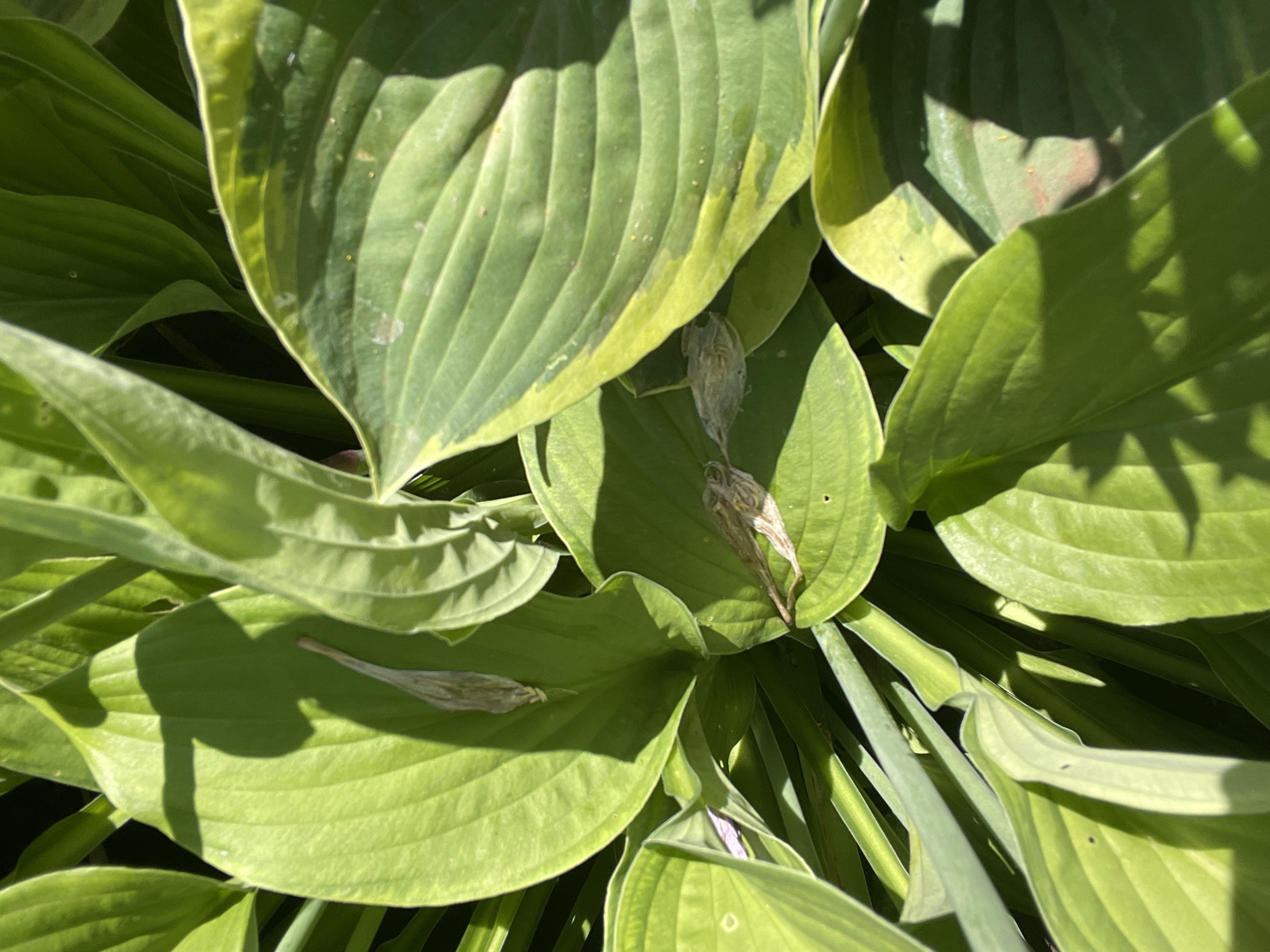 The image shows a close-up view of lush green hosta leaves. The leaves are large, with prominent veins and a slightly waxy texture. Some of the leaves have a yellow-green variegation along the edges. There are a few dried, brown seed pods nestled amongst the leaves. The lighting suggests it is a sunny day, with dappled shadows falling across the foliage. The scene appears to be outdoors, within a garden or natural setting. The location is the village of Tataraskaya Kargala, Orenburg Oblast, Russia.