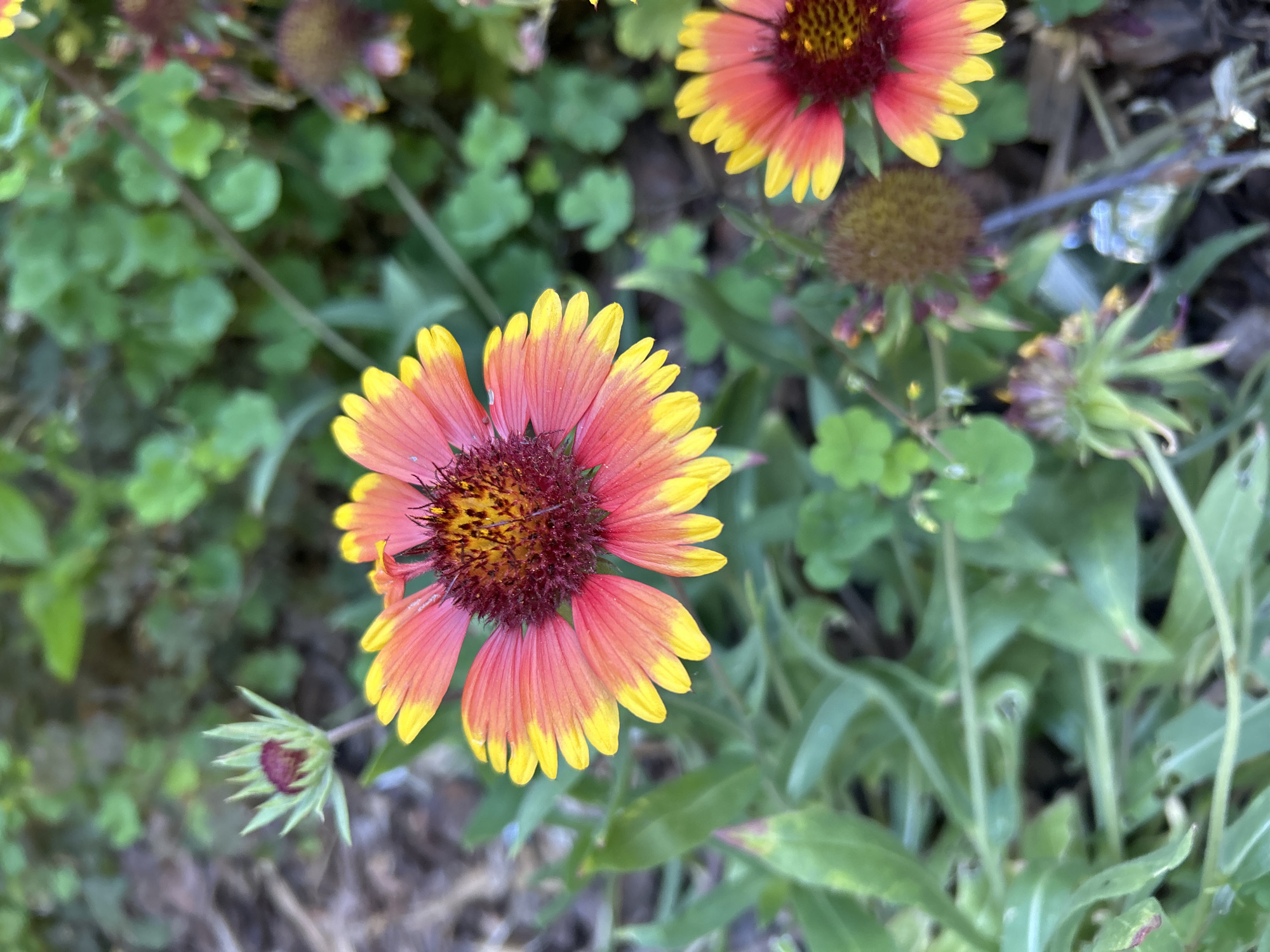The image is a close-up, eye-level, vertical shot of two Gaillardia flowers, commonly known as Blanket Flowers, in bloom. The primary flower, positioned in the center and slightly to the left, displays vibrant petals with a gradient of deep red at the base transitioning to bright yellow at the tips. Its central disk is a dark reddish-brown with prominent stamens. A closed bud with pointed green sepals is visible to the upper left of this flower. To the right and slightly lower, another partially visible Gaillardia flower shares similar colorations. The background consists of out-of-focus green foliage and patches of dry soil and organic matter, suggesting an outdoor garden setting. No people or actions are depicted. The image does not provide any specific geographical context that would allow for identification of its location in Sofia, Bulgaria, or any other city.