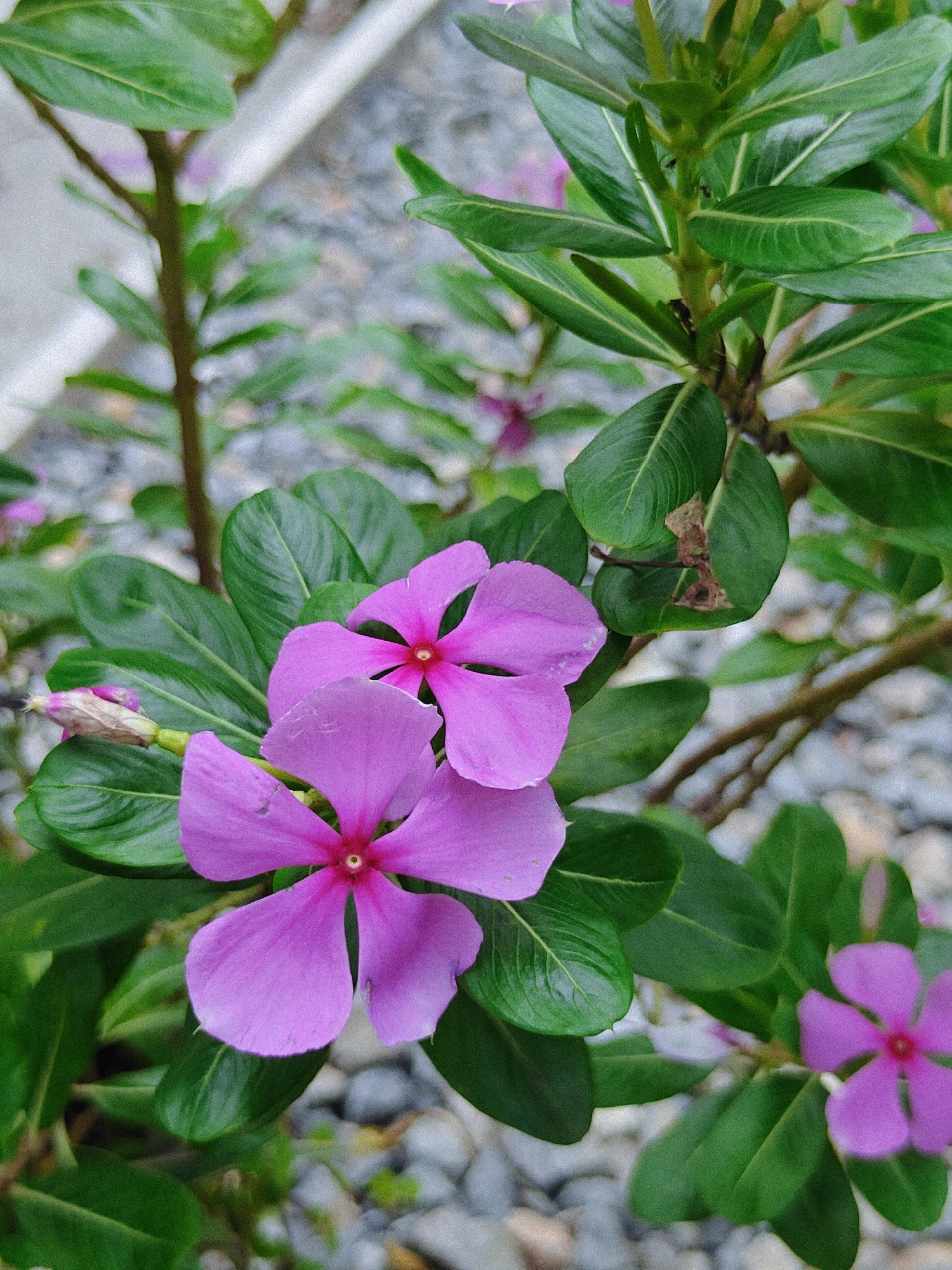 This is a close-up, vertical shot of pink Vinca flowers with green leaves, set against a blurred background of gravel and what appears to be a concrete structure. The focus is on the vibrant flowers, with two prominent blooms in the foreground, each with five petals and a red center. A third, smaller flower is visible in the lower right corner. Some of the leaves show minor damage. The overall impression is that of a garden or a landscaped area in an outdoor urban environment. The scene does not contain any identifiable people or specific actions. The location in Pokhara, Nepal is not visually indicated within the image itself.