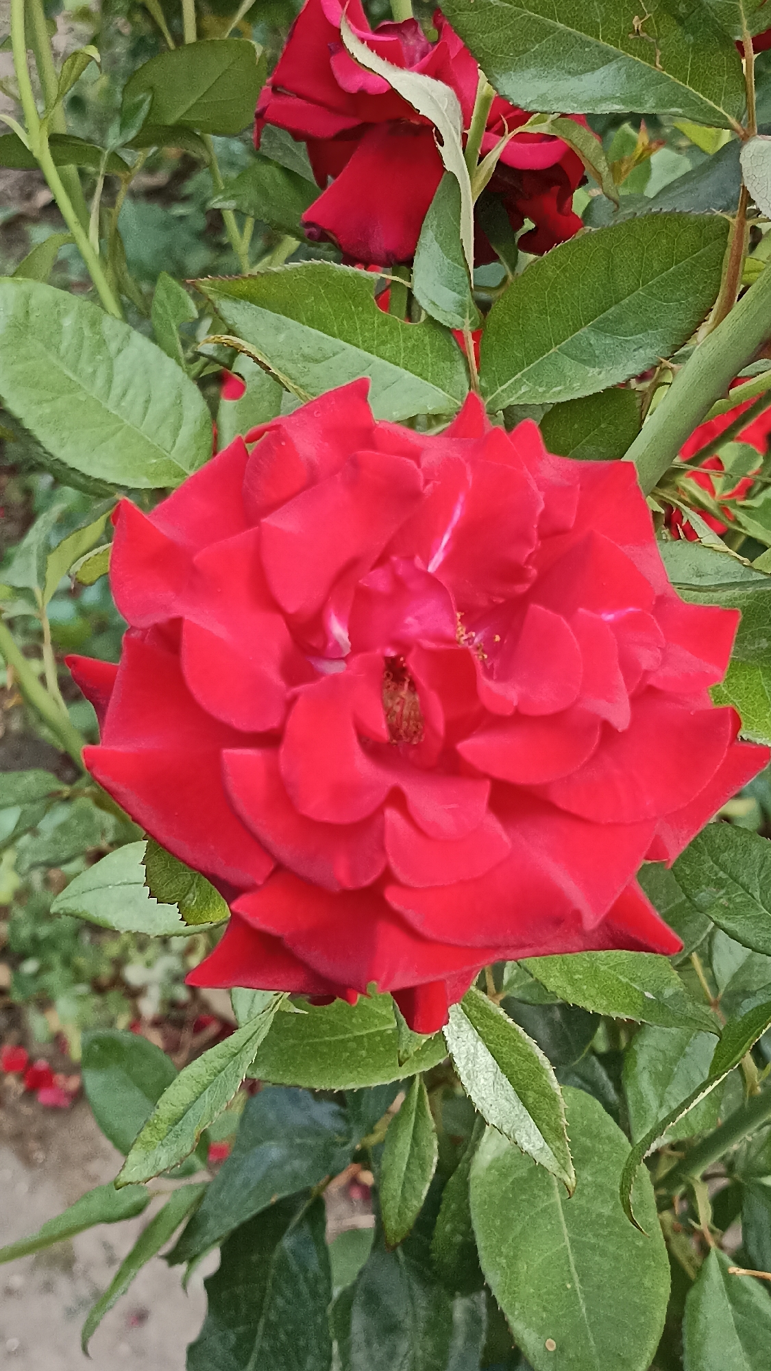 A close-up shot captures a vibrant red rose in full bloom, its petals unfurling in intricate layers. The rose is surrounded by lush green foliage, with some leaves showing minor imperfections like small holes. In the background, out of focus, hints of more red roses and the muted colors of a path or garden bed are visible. The lighting suggests an outdoor setting, likely during daylight hours. The image does not contain any specific indicators of its location within Magala, Moldova, or any discernible people, actions, or interactions.