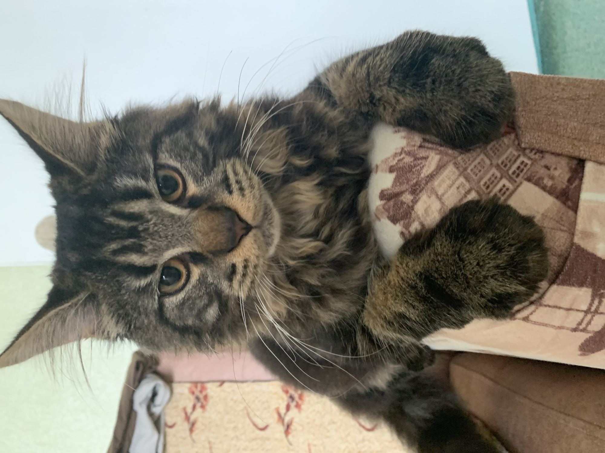 A close-up, eye-level shot captures a Maine Coon cat with striking tabby markings and large, pointed ears. The cat is perched on a piece of furniture, resting its front paws on a patterned cushion. Its amber eyes are focused directly at the camera, and its whiskers fan out from its muzzle. The background is softly blurred, with hints of a pale green wall and some draped fabric. The scene appears to be an indoor setting. The image does not provide any information about the city of Komsomolskoye, Ukraine.