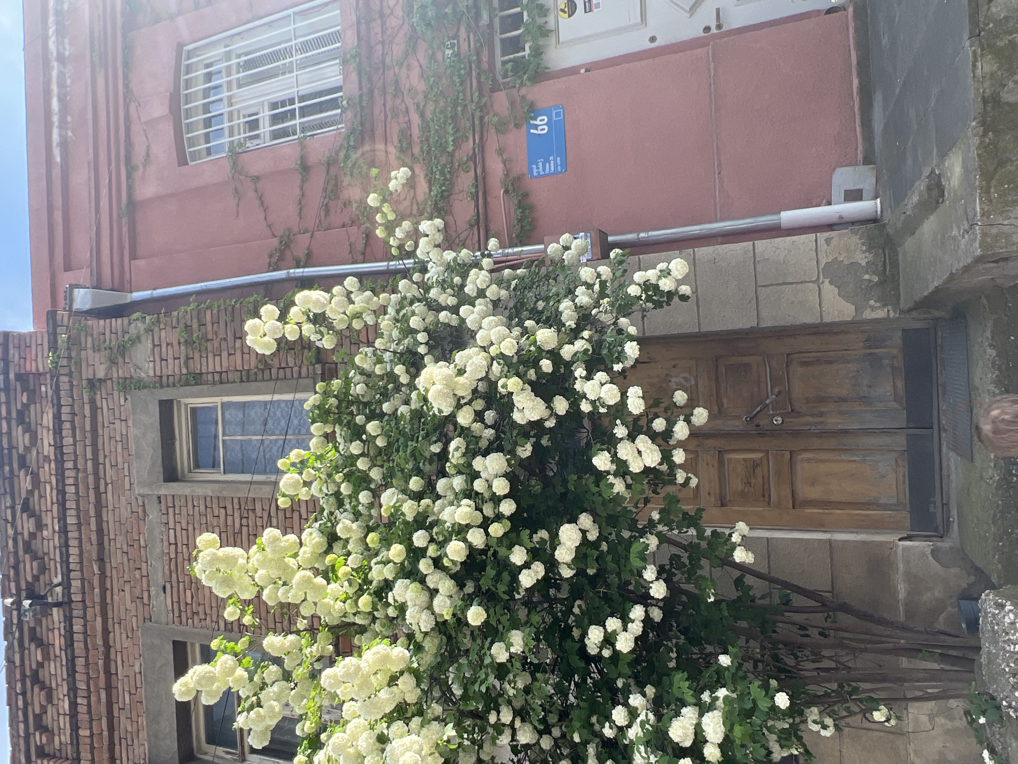The image shows a building facade with a lush bush of white flowers in the foreground. The building has a mix of architectural styles, with sections of brick and stucco. A blue street sign with the number "66" is visible on the upper level of the building. There are windows with white frames and grilles. The building is located in Tbilisi, Georgia. A weathered wooden door is also visible. The lighting suggests it is daytime.