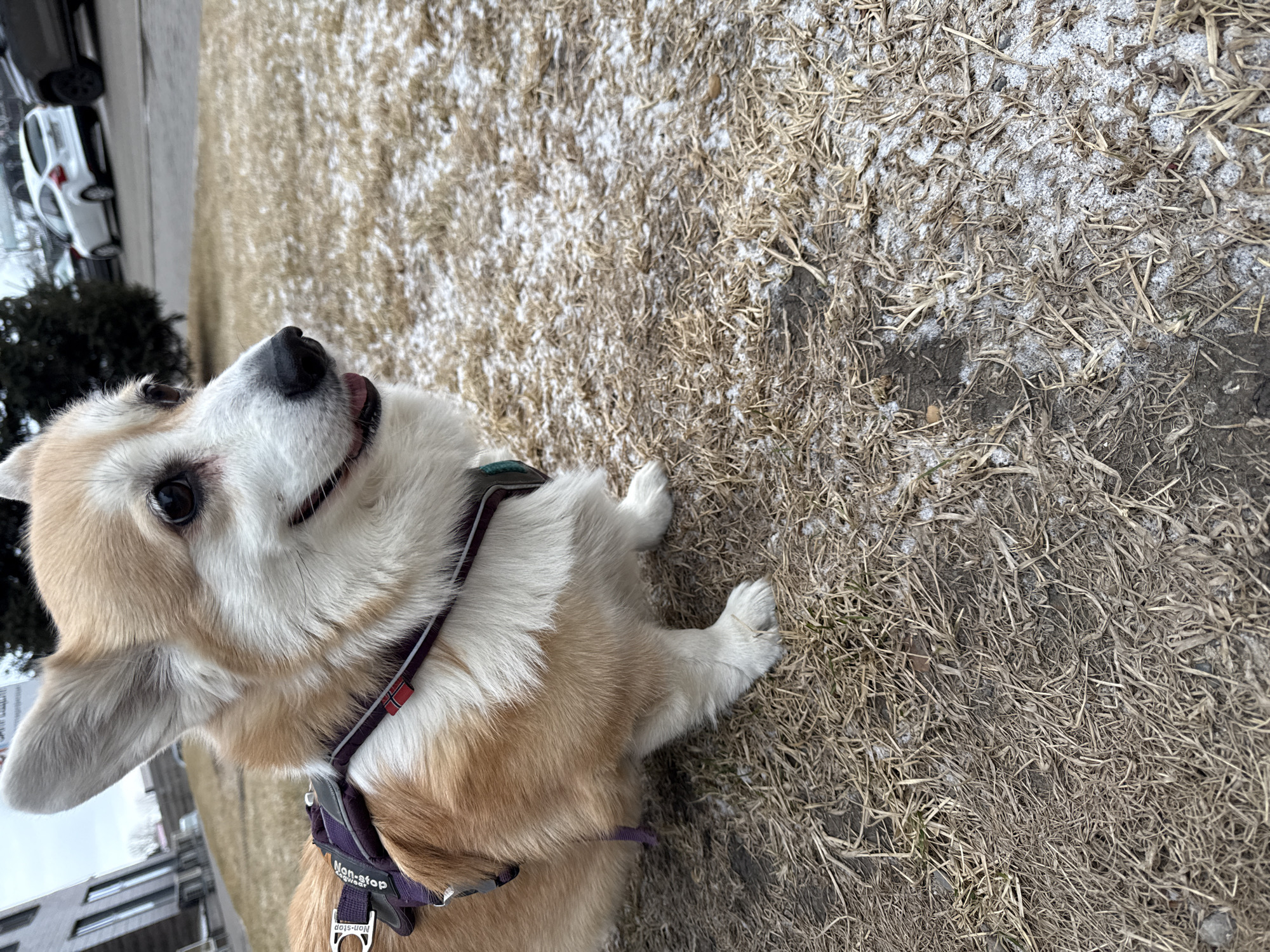 A corgi with a "Non-stop Dogwear" harness lies on dry grass with scattered snow, looking upwards and to the left. In the background, there is a white car, green shrubbery, a building, and other vehicles. The location is identified as Krasnoyarsk, Russia.