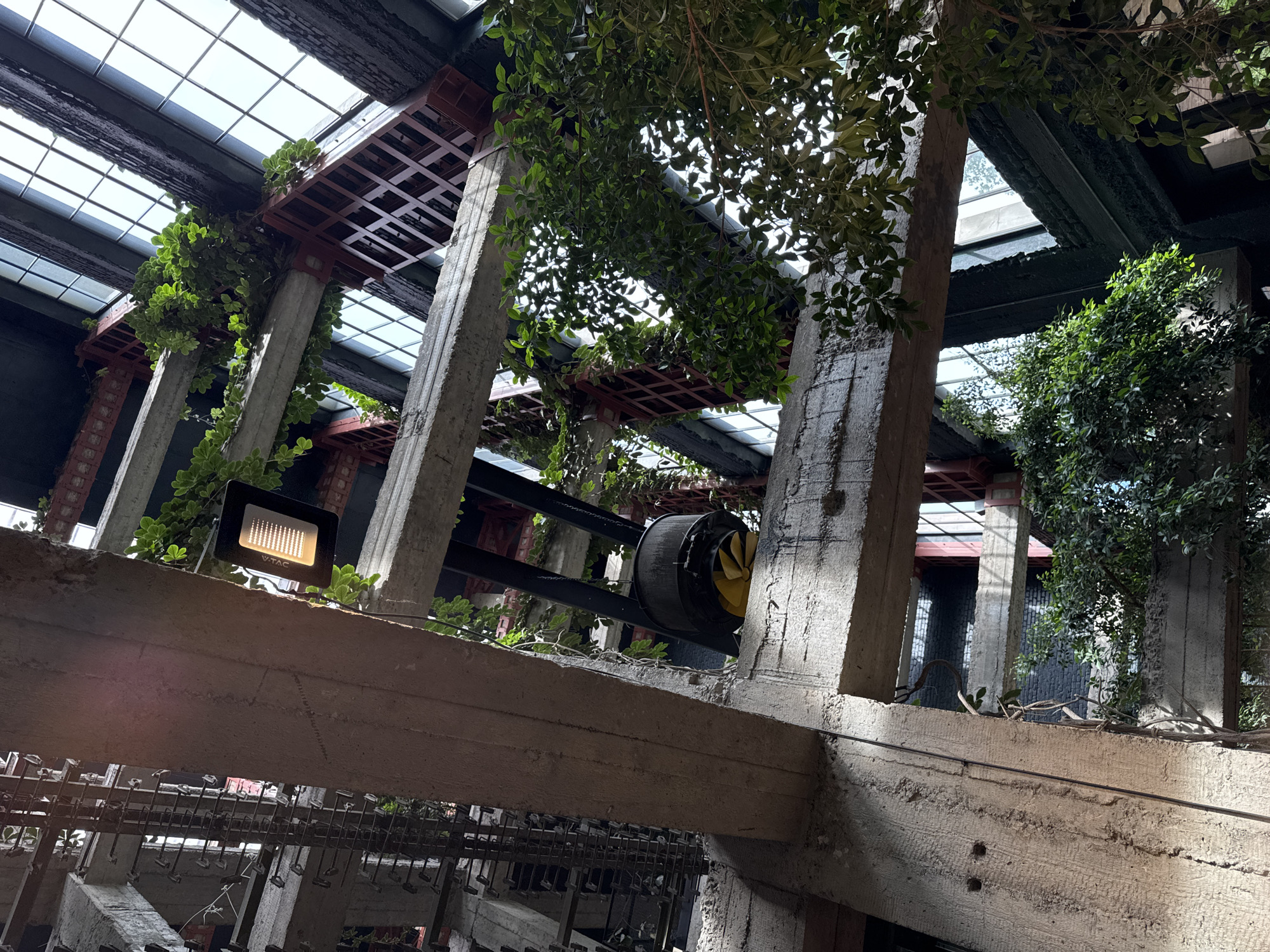 This is a photograph taken from a low angle, looking up into the atrium of a building with a strong industrial aesthetic. The primary elements are exposed concrete beams and columns, interwoven with red steel supports. Lush green foliage, likely from climbing plants or potted trees, cascades down and around these structural elements, creating a stark contrast between the raw, unfinished architecture and the organic life.
The scene is illuminated by natural light filtering through a large, grid-like window structure at the top of the atrium, and also by a bright, rectangular floodlight attached to one of the concrete beams. The light from the floodlight casts a warm, yellowish glow on the surrounding concrete and foliage. In the middle ground, a large, circular fan with a yellow impeller is suspended from a dark structure.
The context provided indicates this is an interior space in Tbilisi, Georgia. While the image is detailed in its depiction of the architecture and plant life, there are no people or any specific actions or interactions visible. The environment suggests a modern building that has embraced an industrial-chic design, possibly a hotel, restaurant, or public space that emphasizes a connection with nature within an urban setting. The presence of the floodlight might suggest this is an area that is also used at night or requires additional lighting for plant growth.