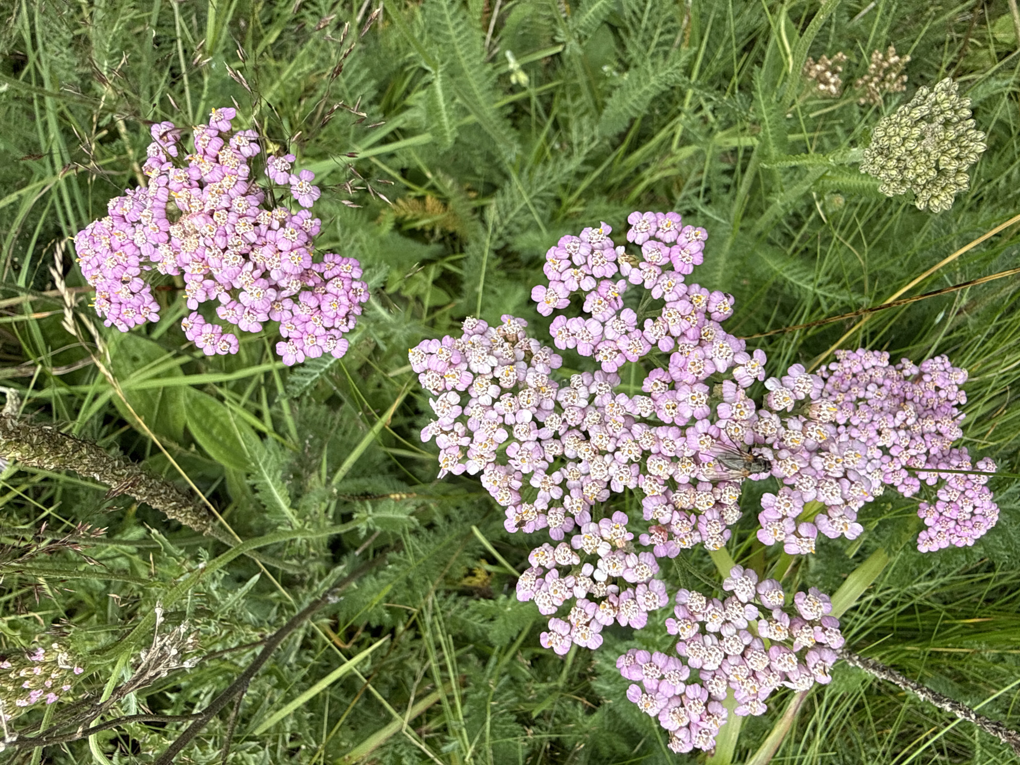 In a grassy area, possibly a field or meadow, a cluster of pink yarrow flowers blooms prominently. The flowers are small and delicate, clustered together in flattened sprays. A closer inspection reveals tiny yellow centers in many of the individual florets. Surrounding the pink blooms is a dense green foliage of grass and other plants, with some dried stalks and seed heads interspersed. In the lower right portion of the image, a small, unopened bud of a similar plant is visible, appearing a pale green and tightly packed. One of the yarrow clusters in the foreground has a small, dark insect resting on it. The overall impression is one of a natural, untamed environment.