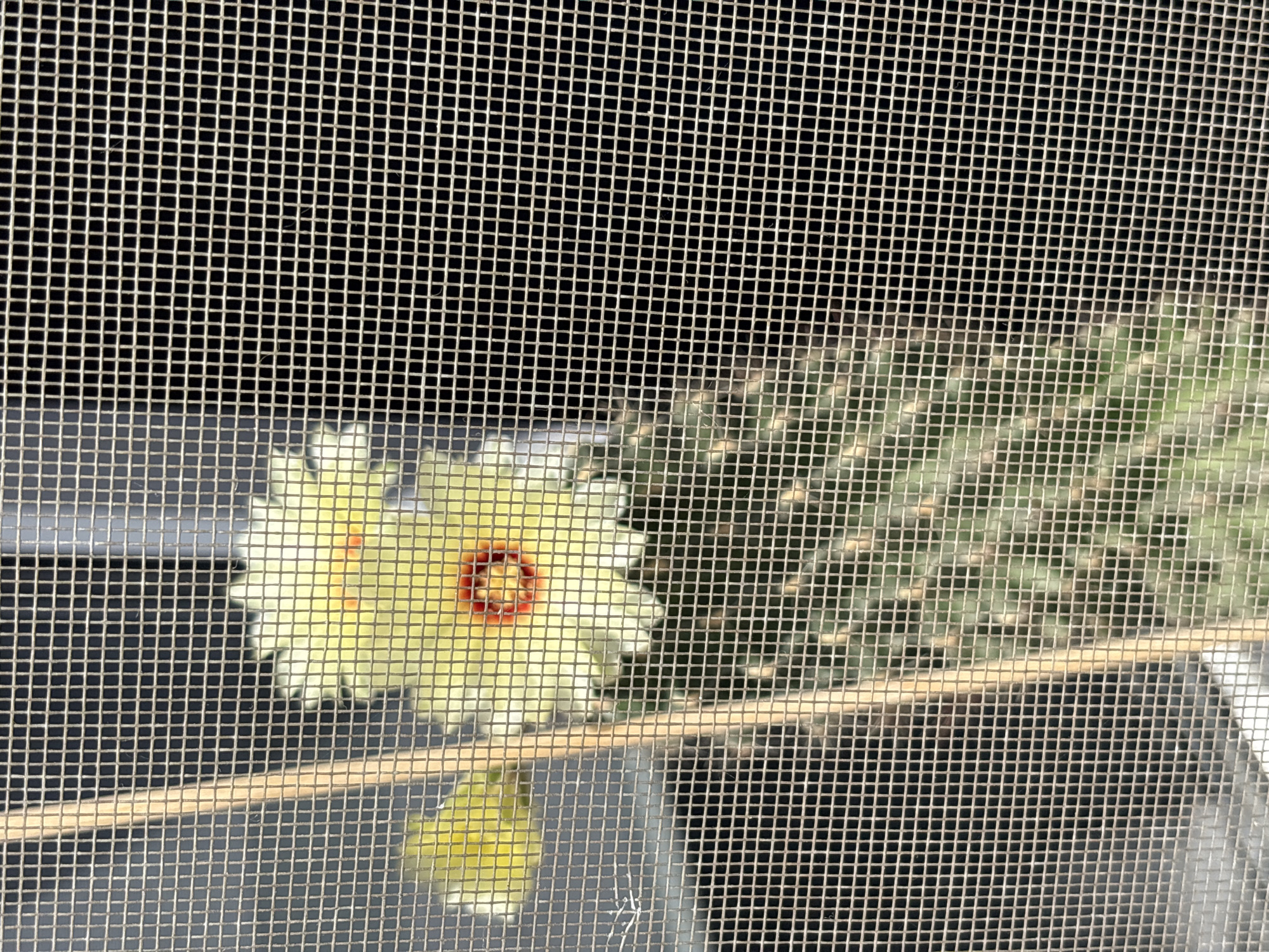 The image shows a close-up of a cactus with a yellow flower, viewed through a screen. The cactus has green pads and is spiky. The flower is bright yellow with red accents in the center. A thin, light-colored vertical pole is visible in front of the cactus, partially obscuring it. The background is dark and appears to be a blurred outdoor setting. The presence of a screen suggests the image was taken from inside a building looking out, or that a screen is part of an outdoor enclosure. The provided location of Taraz, Kazakhstan, is noted, but there are no specific visual cues in the image to confirm or deny this location.