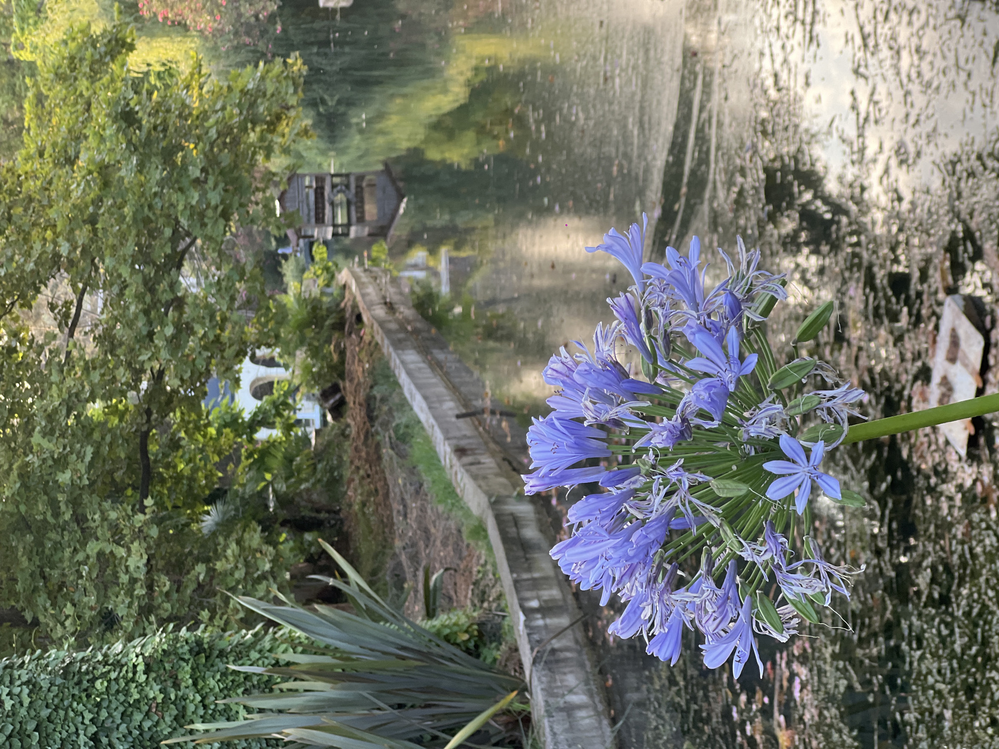 A close-up view of a cluster of vibrant purple Agapanthus flowers in the foreground, with their delicate petals and thin stamens clearly visible. Behind the flowers, a tranquil canal reflects the surrounding greenery and a rustic wooden structure on the water. To the left, a tall, leafy plant with sword-like leaves stands beside a tree trunk covered in dense ivy. The canal is bordered by a concrete edge, and beyond that, a garden area with fallen leaves. In the distance, a building with arched windows can be seen through the trees. The overall scene depicts a serene natural setting, likely within the botanical gardens of New Athos, Abkhazia. There are no people or animals visible in the image.