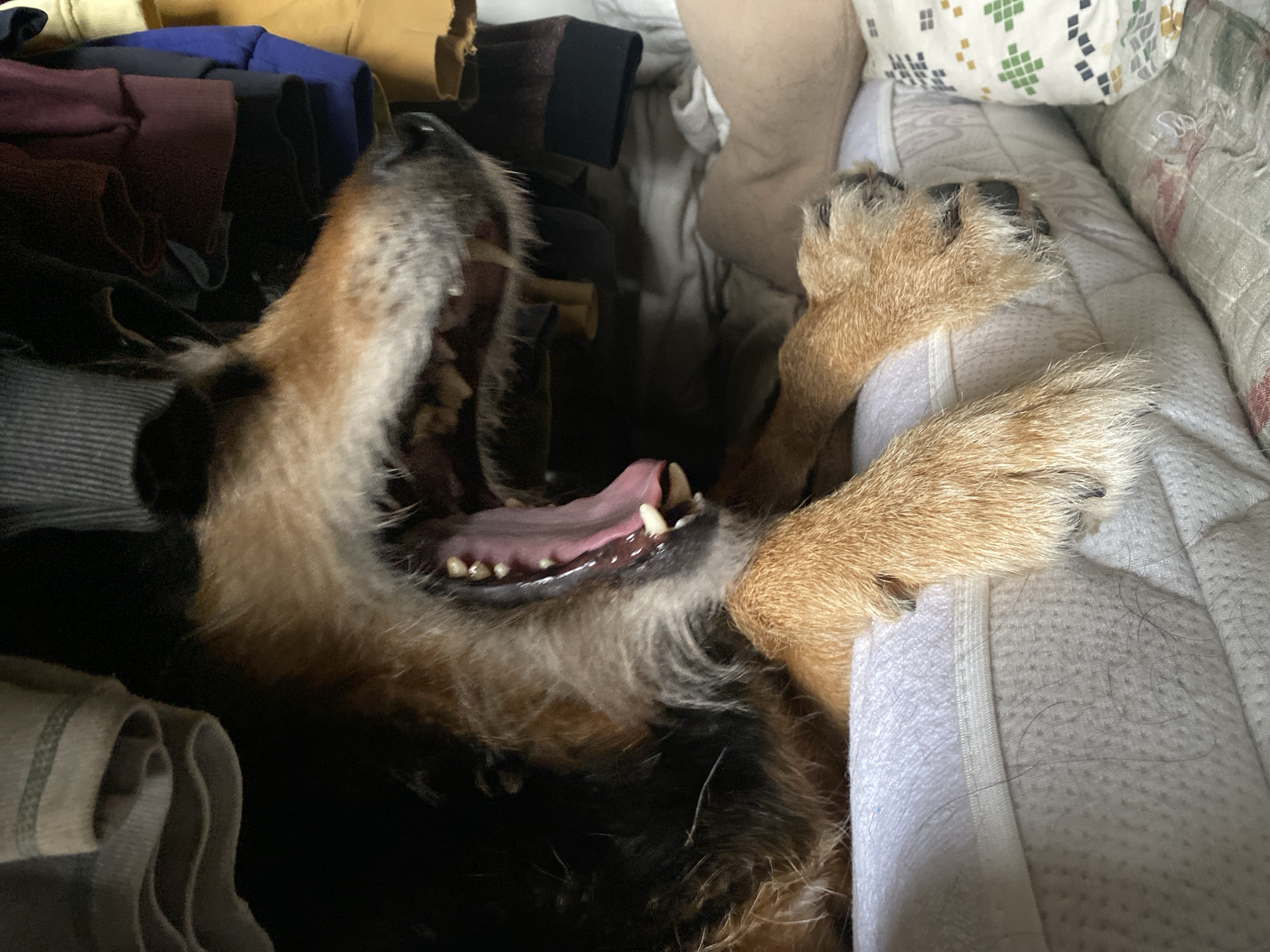 A dog is lying on its back in what appears to be a bed or pile of bedding, with its mouth wide open in a yawn or a similar expression. The dog is light brown and black, with visible teeth and pink tongue. The paws are stretched out on a white surface. Clothes are piled up in the background. The location is not discernible from the image.