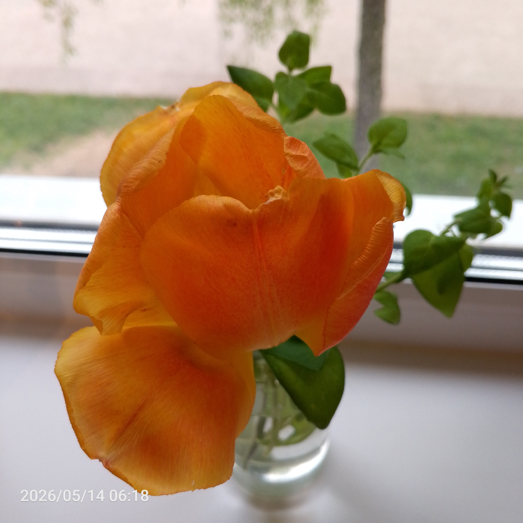 A close-up shot of a vibrant orange tulip in a clear glass vase, positioned on a white windowsill. A few green sprigs surround the tulip. Outside the window, a blurry background suggests foliage and possibly buildings, indicative of an urban setting, possibly in Chaikovsky, Russia. The image has a timestamp visible in the lower left corner: "2026/05/14 06:18".