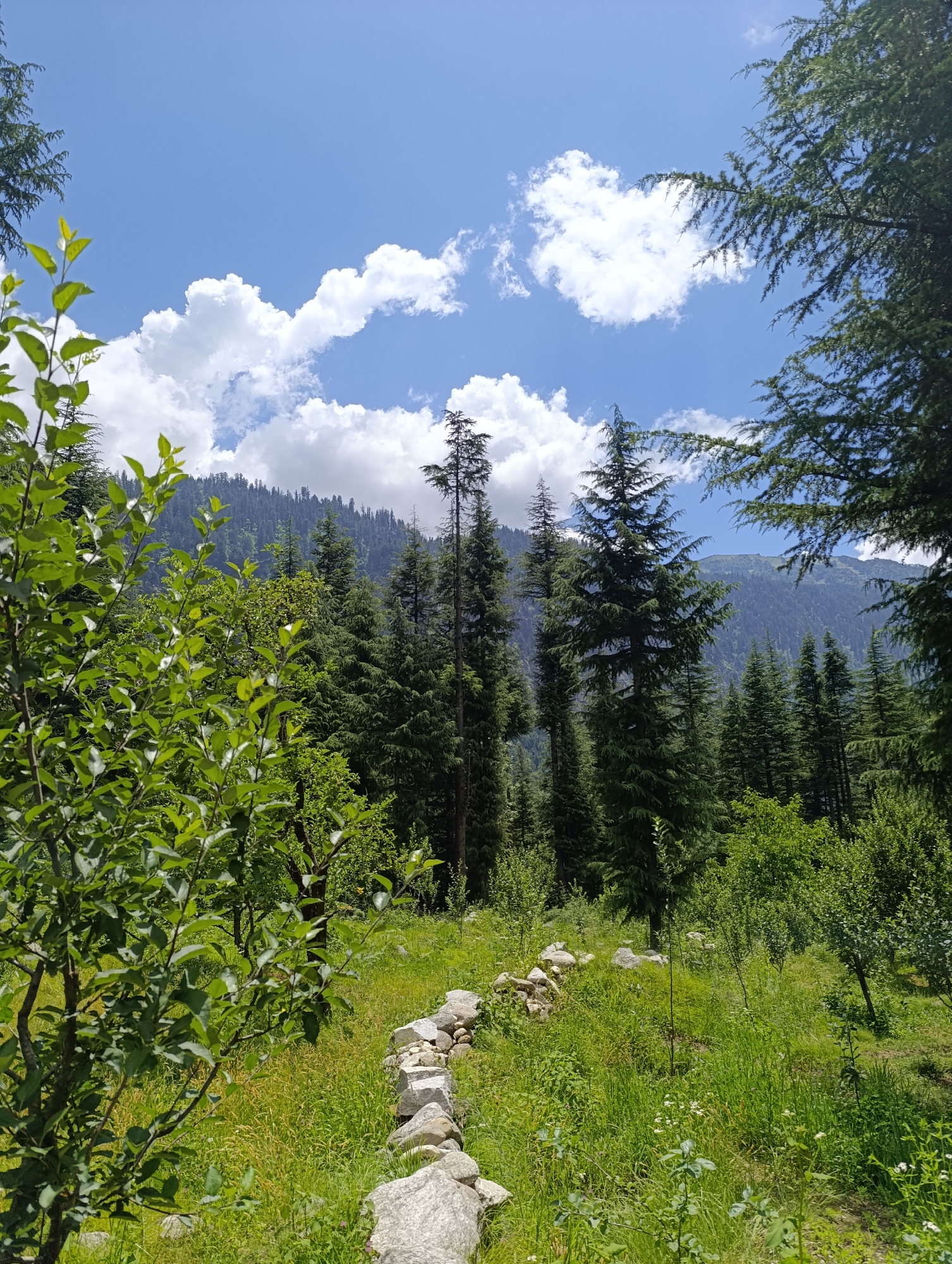 The image depicts a scenic view in Barheta, India, characterized by a lush green landscape under a bright blue sky dotted with white clouds. In the foreground, a young tree with vibrant green leaves stands prominently to the left, its branches reaching upwards. A narrow, winding path made of grey stones leads into the distance, bordered by more stones.
The middle ground is filled with a dense forest of tall, dark green coniferous trees, their pointed tops reaching towards the sky. The undergrowth is a thick carpet of green grass and smaller plants. In the background, a majestic mountain range, also covered in dense forest, rises against the horizon. The overall impression is one of natural beauty and tranquility, with the forest and mountains providing a dramatic backdrop to the foreground elements.