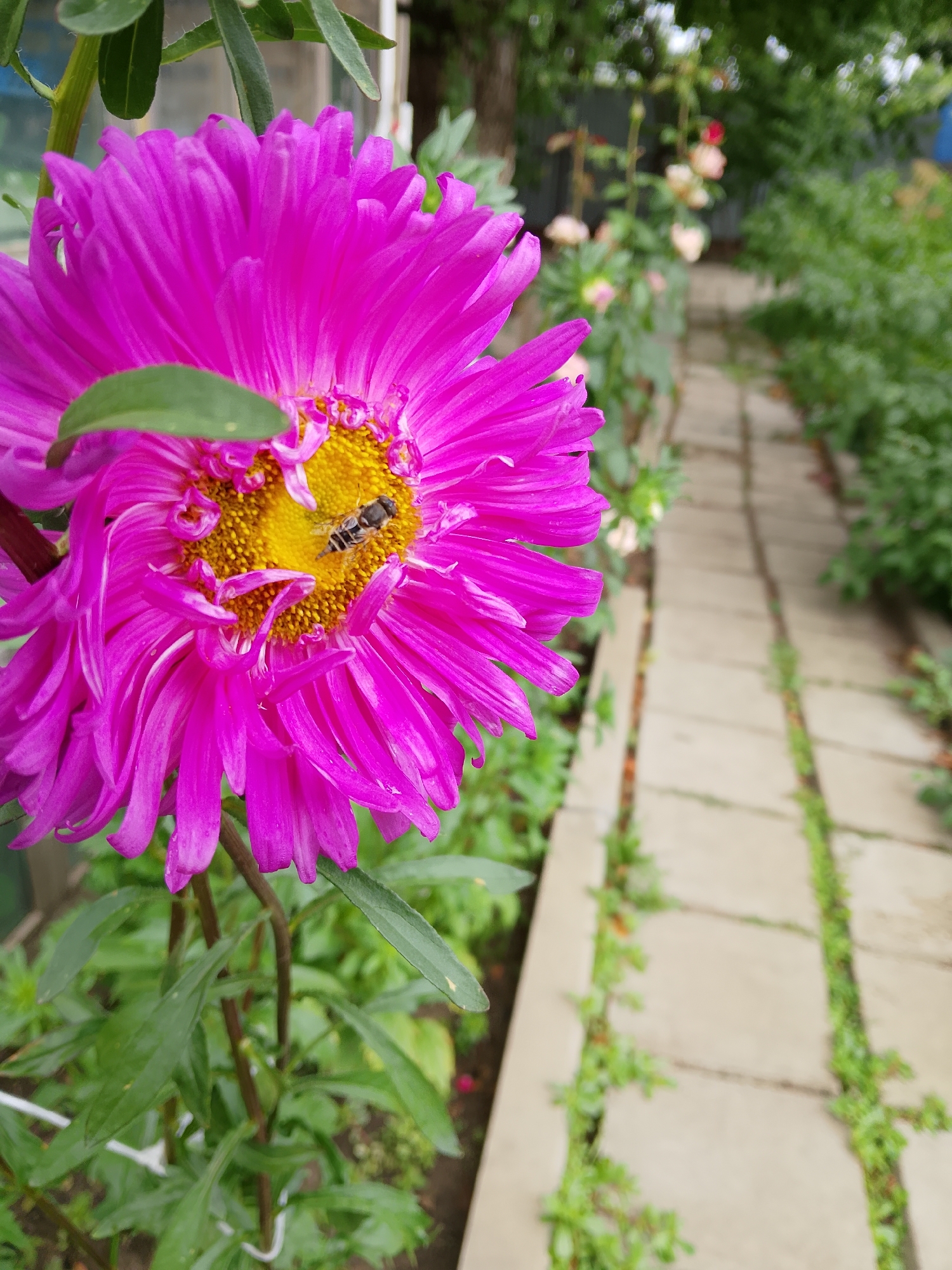 In an outdoor, close-up shot, a large, vibrant pink aster flower is the primary subject. The flower's intricate petals unfurl outwards, revealing a bright yellow center. Resting on the yellow center is a small, striped bee, its body angled as if actively foraging. The background is softly blurred, suggesting a garden setting. To the right of the flower, a paved pathway made of concrete slabs, separated by thin strips of green grass, recedes into the distance. Lush green foliage surrounds the pathway and the flower, indicating a natural, possibly uncultivated environment. The lighting appears natural, suggesting it is daytime. The composition focuses on the detail and texture of the flower and the bee, with the pathway serving as a visual cue to the environment.