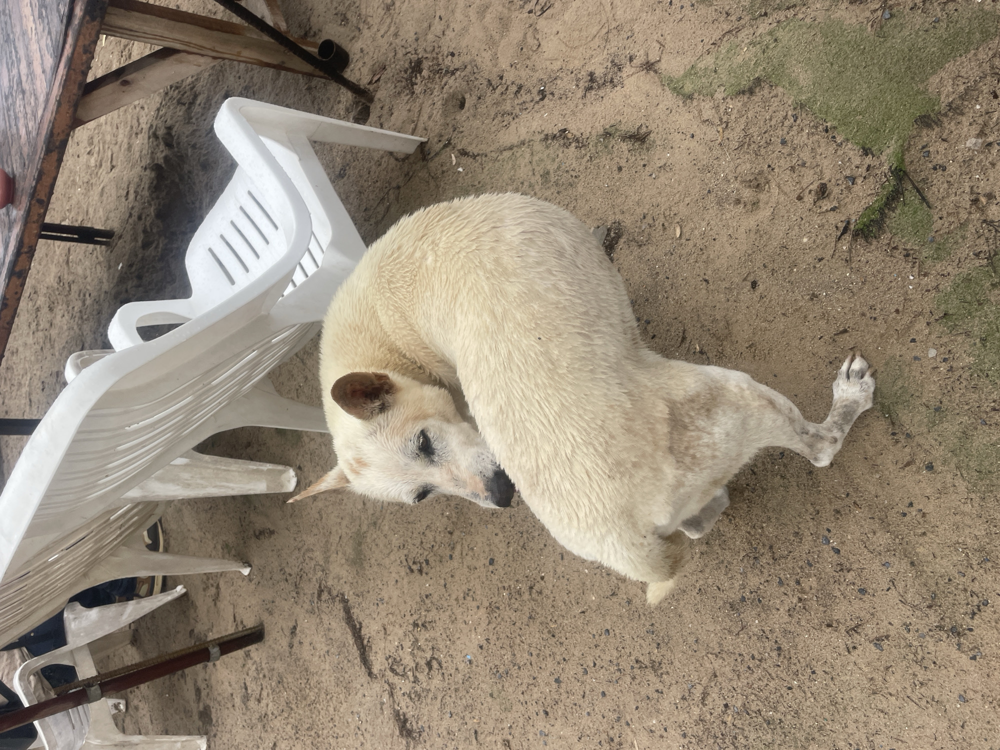 The image depicts a cream-colored dog lying curled up on a sandy surface, possibly a beach or sand-covered area. The dog's head is tucked near its body, and it appears to be resting or sleeping. Next to the dog are several white plastic chairs, suggesting the location is a public or semi-public space such as a beachside restaurant or park. Based on the provided information, the location is Choeng Thale, Thailand. The ground is littered with small debris and vegetation, indicative of an outdoor environment.