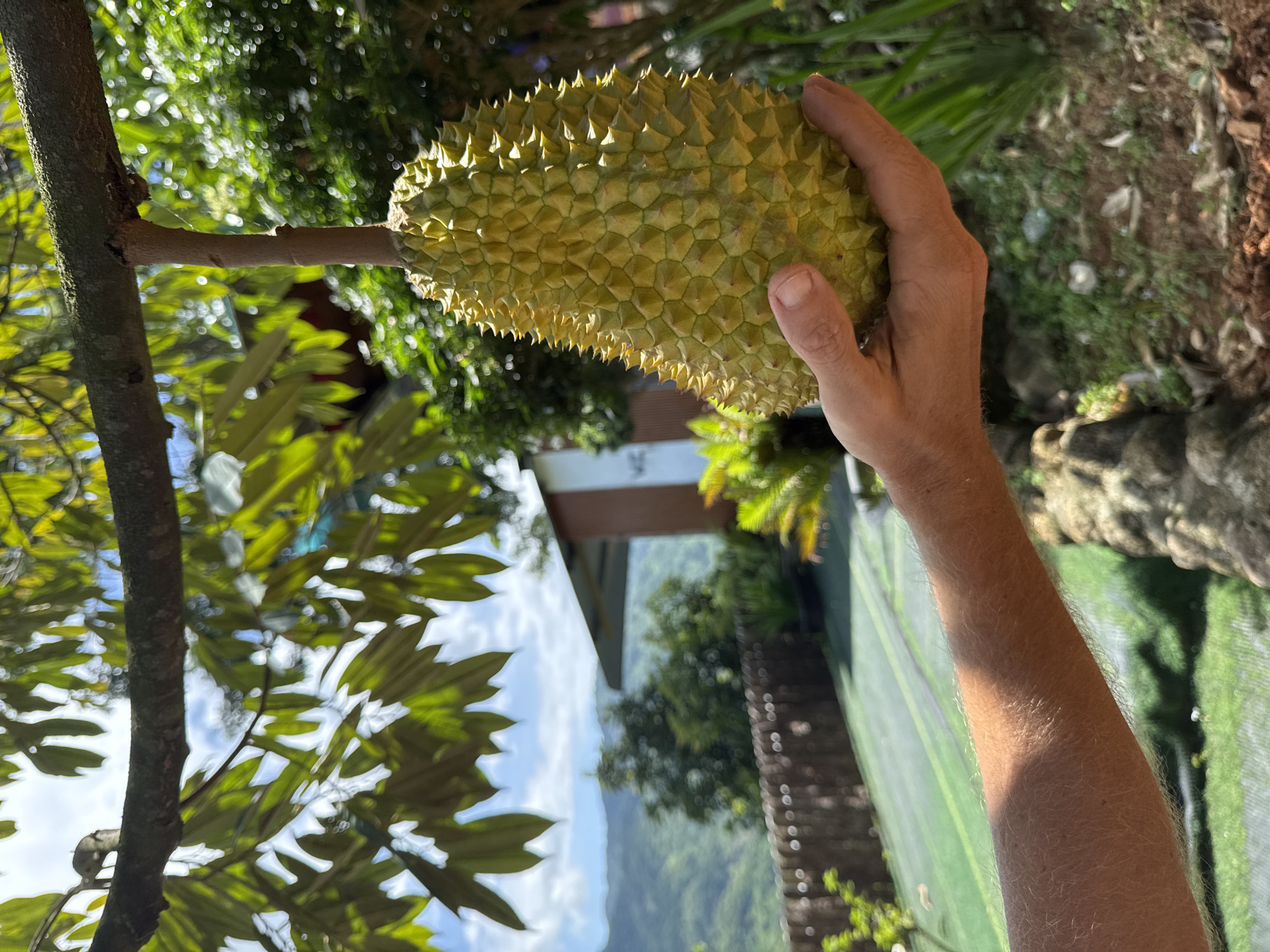 A durian fruit is held in a person's hand, suspended from a tree branch. The durian is green and spiky, with a stem connecting it to the branch. The background shows a lush, green landscape with trees, mountains, and a building. The image appears to be taken outdoors in a rural or agricultural setting. The person's arm, covered in fine hairs, is visible supporting the durian. The lighting suggests it is daytime, with sunlight casting shadows. The location is identified as La Da, Vietnam, a region known for durian cultivation.