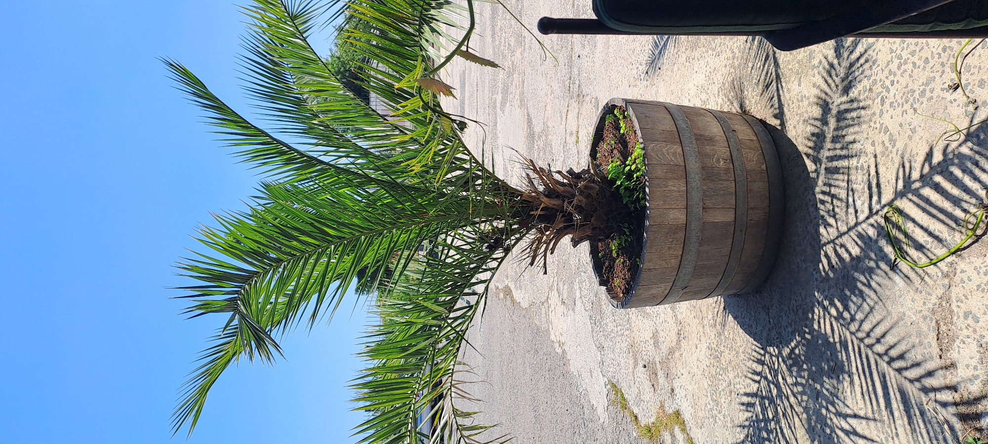 The image, correctly oriented, displays a vibrant palm tree planted in a rustic, half wine barrel under a clear blue sky. The palm tree, featuring numerous long, green pinnate fronds, dominates the left side of the frame, reaching upwards towards the sky. The base of the palm is rooted in rich soil within the wooden barrel, which is made of vertical staves held by two metal bands. Smaller green plants are also visible growing in the soil inside the barrel.
The scene is set outdoors on a light-colored, textured ground surface, possibly concrete or pavement. Bright sunlight illuminates the scene, casting sharp, intricate shadows of the palm fronds across the ground, particularly on the right side of the barrel. A few stray green plant tendrils are also visible on the ground amidst the shadows. In the upper right corner, a dark, upholstered object, possibly part of an outdoor chair or furniture, is partially visible. Through the palm fronds, distant green foliage and hints of other structures can be seen in the background.
The strong, distinct shadows and bright sky suggest a sunny mid-day or early afternoon. No specific human activity is depicted. The overall impression is that of a warm outdoor setting, typical for a Mediterranean or similar climate, consistent with the location context of Velika, Bulgaria. There is no visible text in the image.