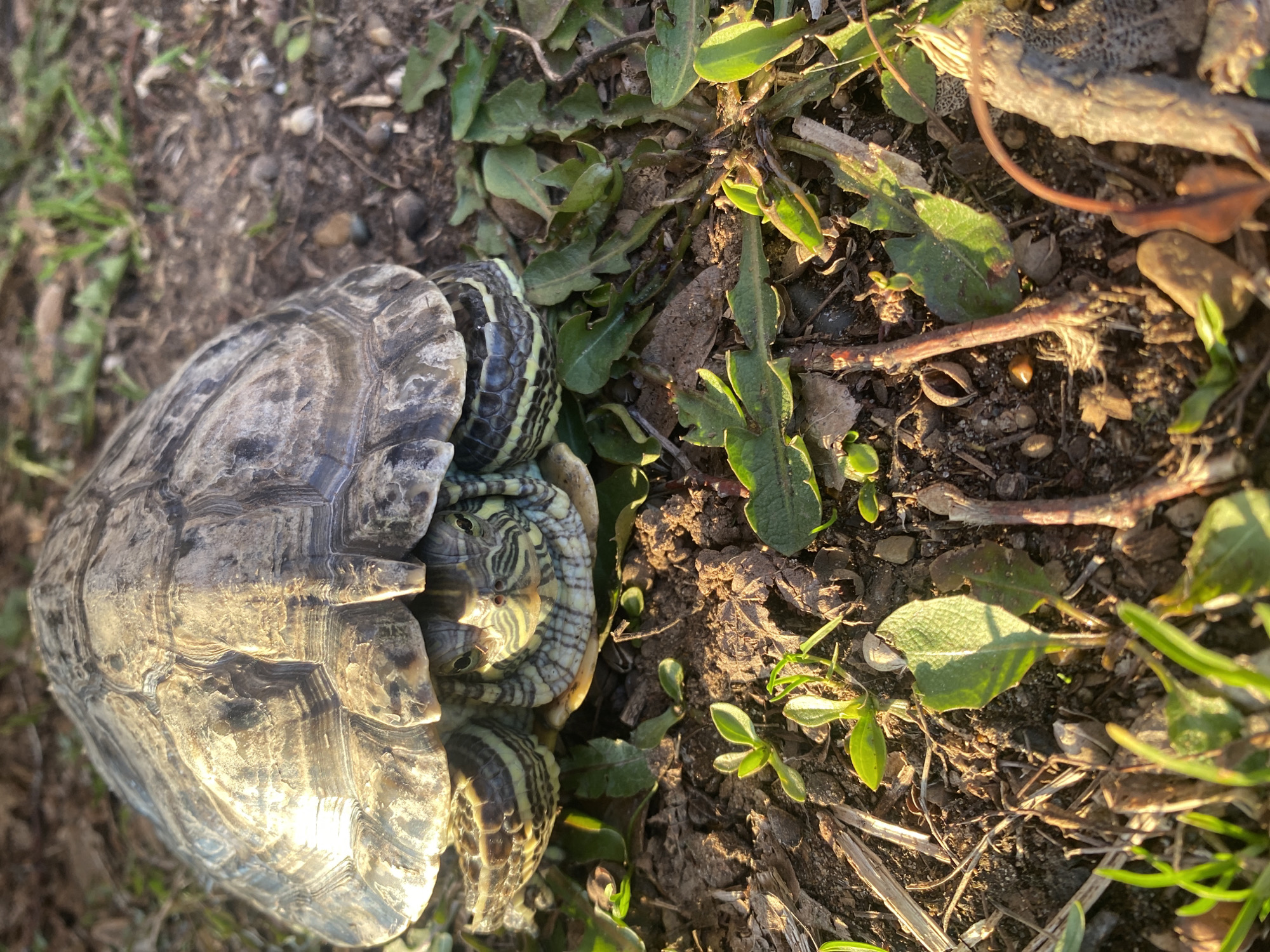 The image depicts two turtles, possibly red-eared sliders, huddled together among sparse vegetation on a patch of dirt. The shell of one turtle is prominently visible, showcasing a mottled gray-brown pattern. The other turtle appears to be partially concealed within the first turtle's shell. The environment consists of soil, scattered small plants, dry leaves, and small twigs. The scene is lit by direct sunlight. The location in the city of Ольховка, Russia is not confirmed.