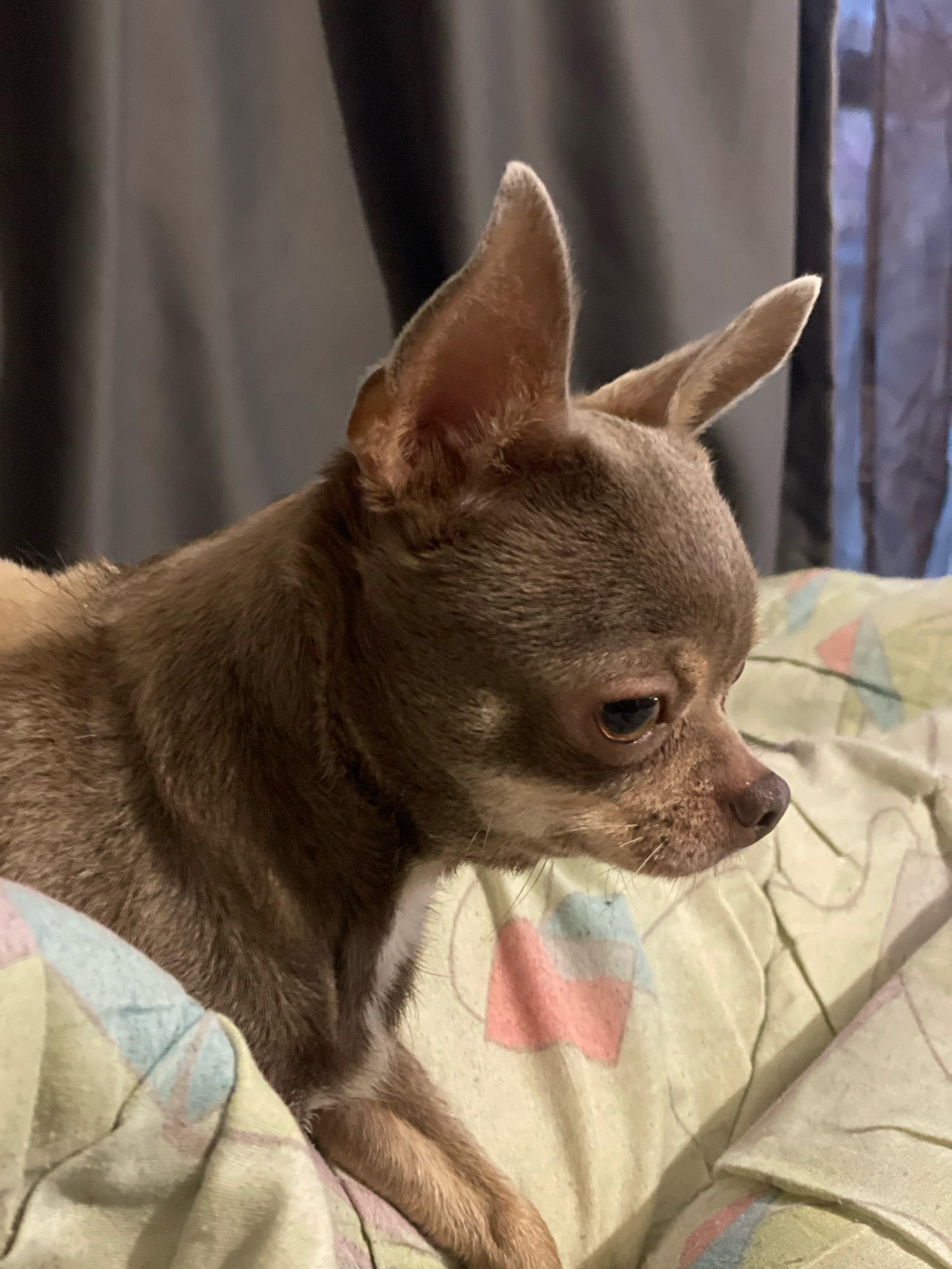 A chihuahua dog is lying on a bed with a patterned duvet cover. The dog is facing to the right, with its ears perked up. The background is a dark curtain. The scene is indoors. The location of this image in Kornevo, Russia is unknown.