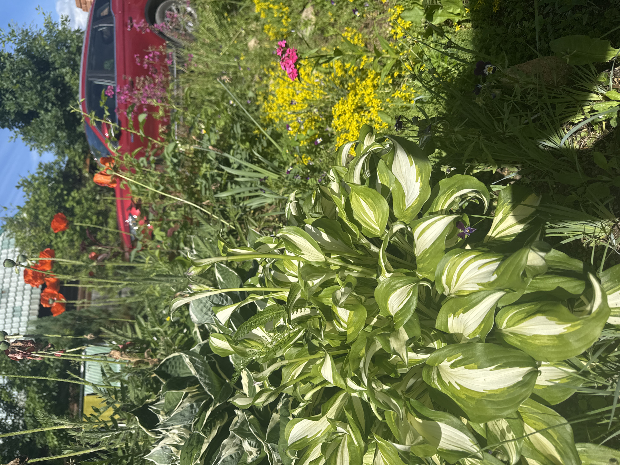 The photograph depicts a lush garden scene on a sunny day, likely in the city of Kashino, Russia. In the foreground, a variegated hosta plant with broad green leaves edged in white dominates the frame. Behind it, tall stalks of red poppies are visible, some in bloom and others with seed pods. To the right, a vibrant patch of small yellow flowers adds a splash of color, interspersed with some delicate pink blooms. A red SUV is parked partially obscured by the foliage in the background. The environment suggests a private garden or yard, with a hint of a building's roof visible through the trees. The sunlight casts shadows, indicating a bright, clear day.