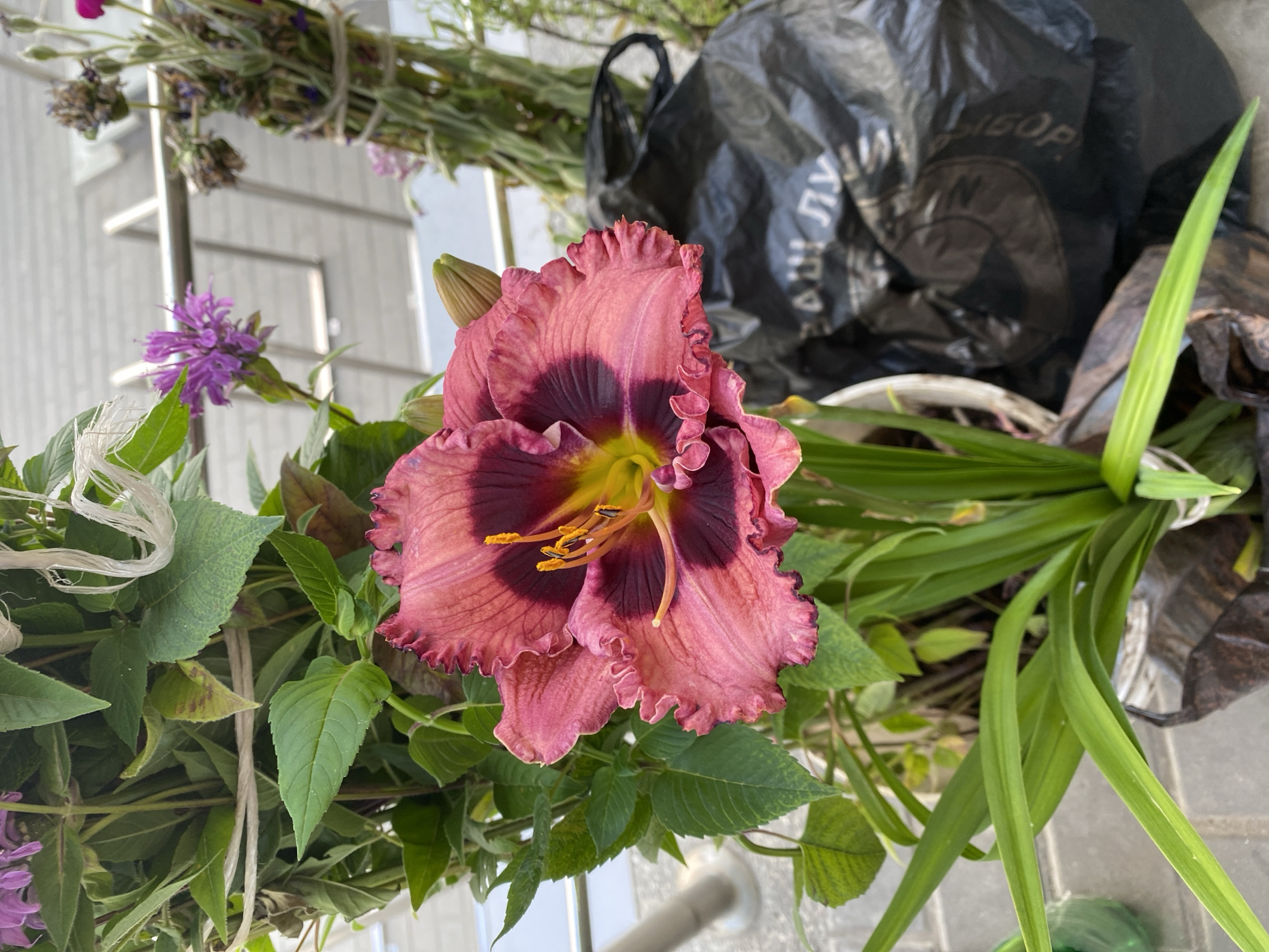 The image depicts a close-up view of a single, large pink and deep purple daylily in bloom, centered within the frame. The flower exhibits ruffled edges and a prominent yellow stamen with dark purple veins radiating from the center. Surrounding the daylily are lush green leaves and stems, some of which are bound together with twine. In the background, out of focus, are more floral elements including small purple flowers and dried stalks, along with a silver metal railing and a grey tiled surface. A black plastic bag is visible to the right of the daylily, with some Cyrillic text partially obscured. The scene suggests an outdoor setting, possibly a balcony or garden area, within a city environment. Without further context, a specific location within Novaya Usman', Russia cannot be precisely determined, but the presence of urban elements like the railing and paving suggests it is a man-made outdoor space.