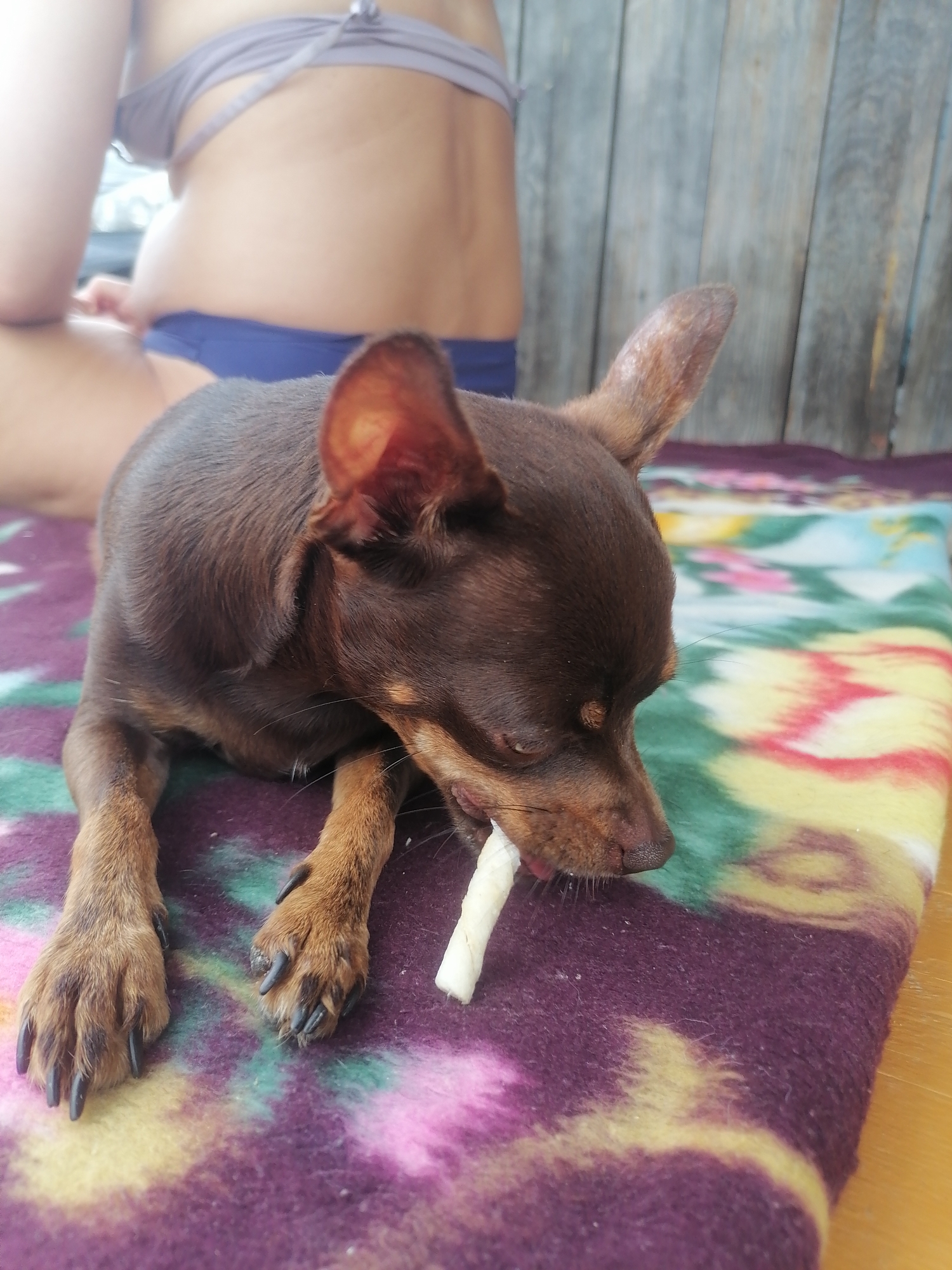 A brown Chihuahua dog with large ears is lying on a colorful patterned blanket, chewing on a white rawhide treat. The dog is in the foreground, with its head facing right. In the background, a person's back is visible, wearing a grey bikini top and blue bottoms. The person is sitting down. The scene is outdoors, with a wooden fence behind the person. The overall impression is of a relaxed, casual setting, possibly a backyard or patio.